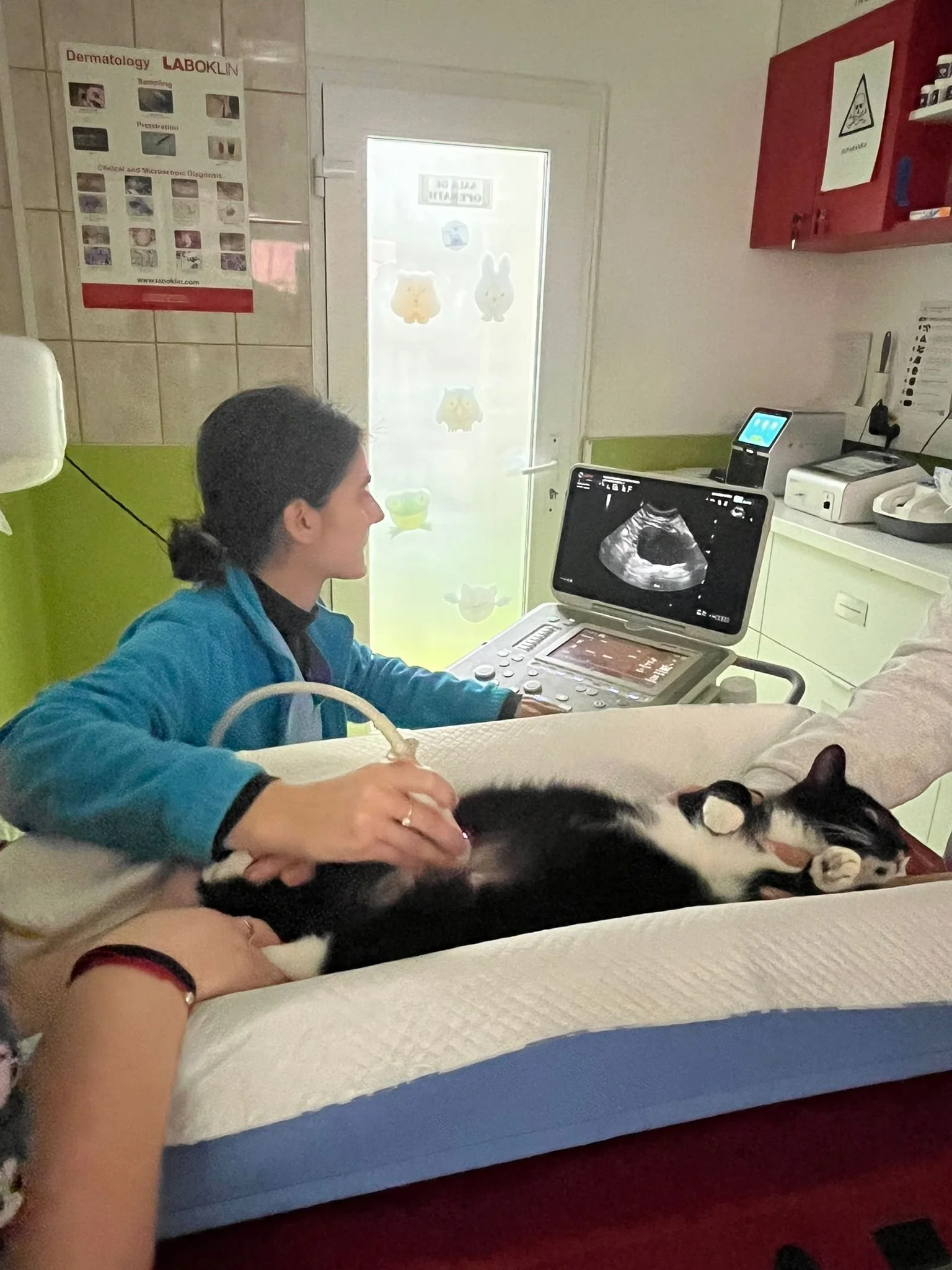 Ecografia ca metodă de prevenție la animalele de companie