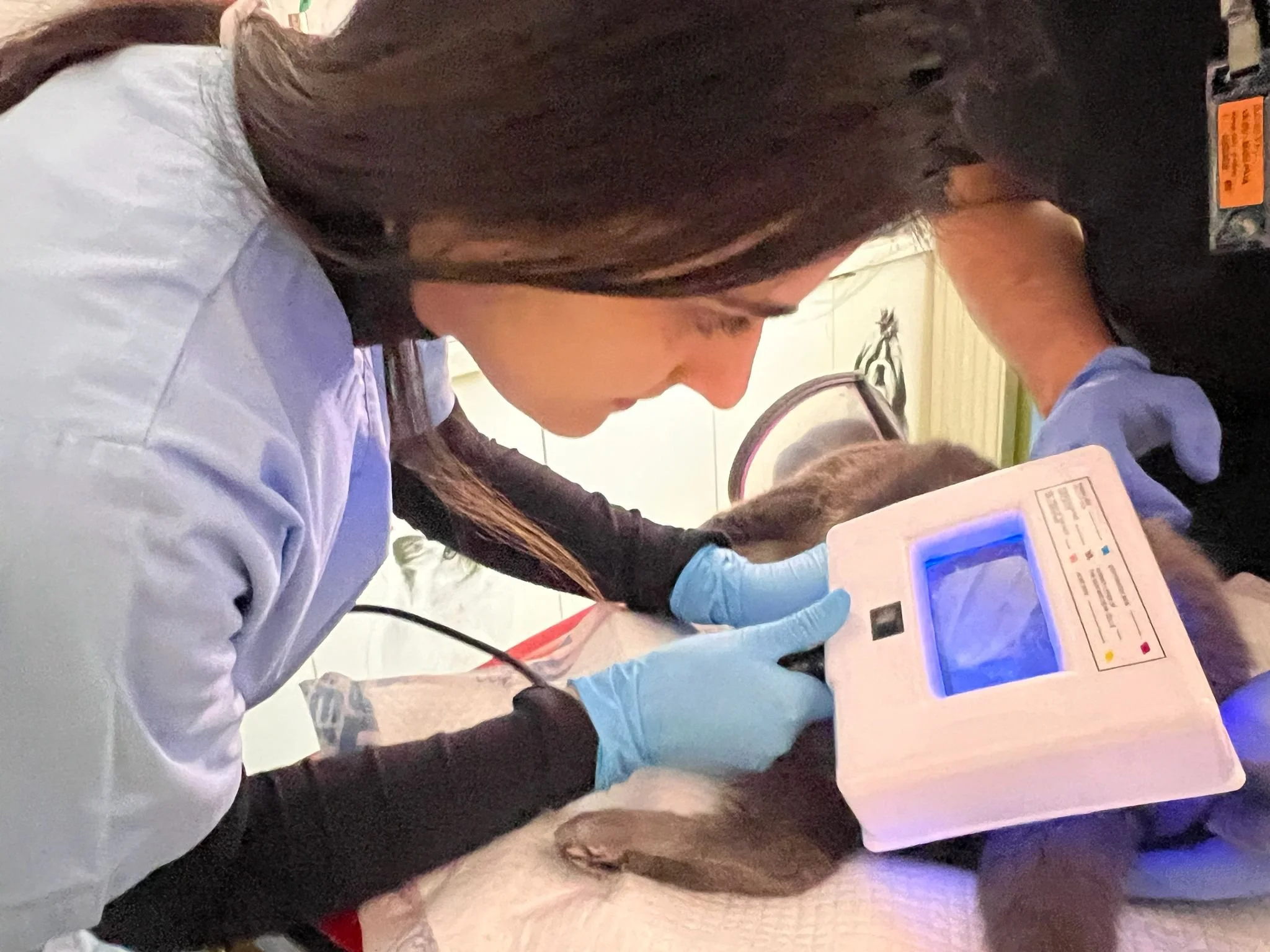 Cum recunoști și tratezi piodermitele la animalele de companie