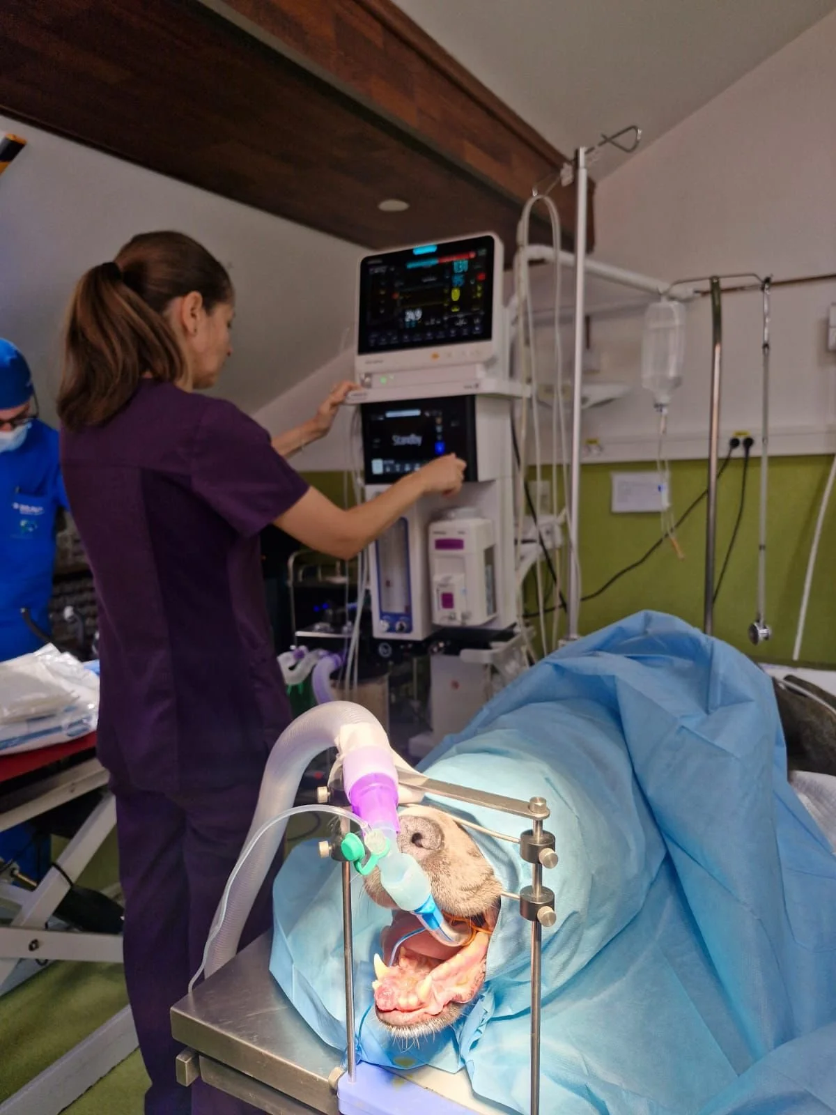 Mituri despre anestezia pentru proceduri dentare veterinare