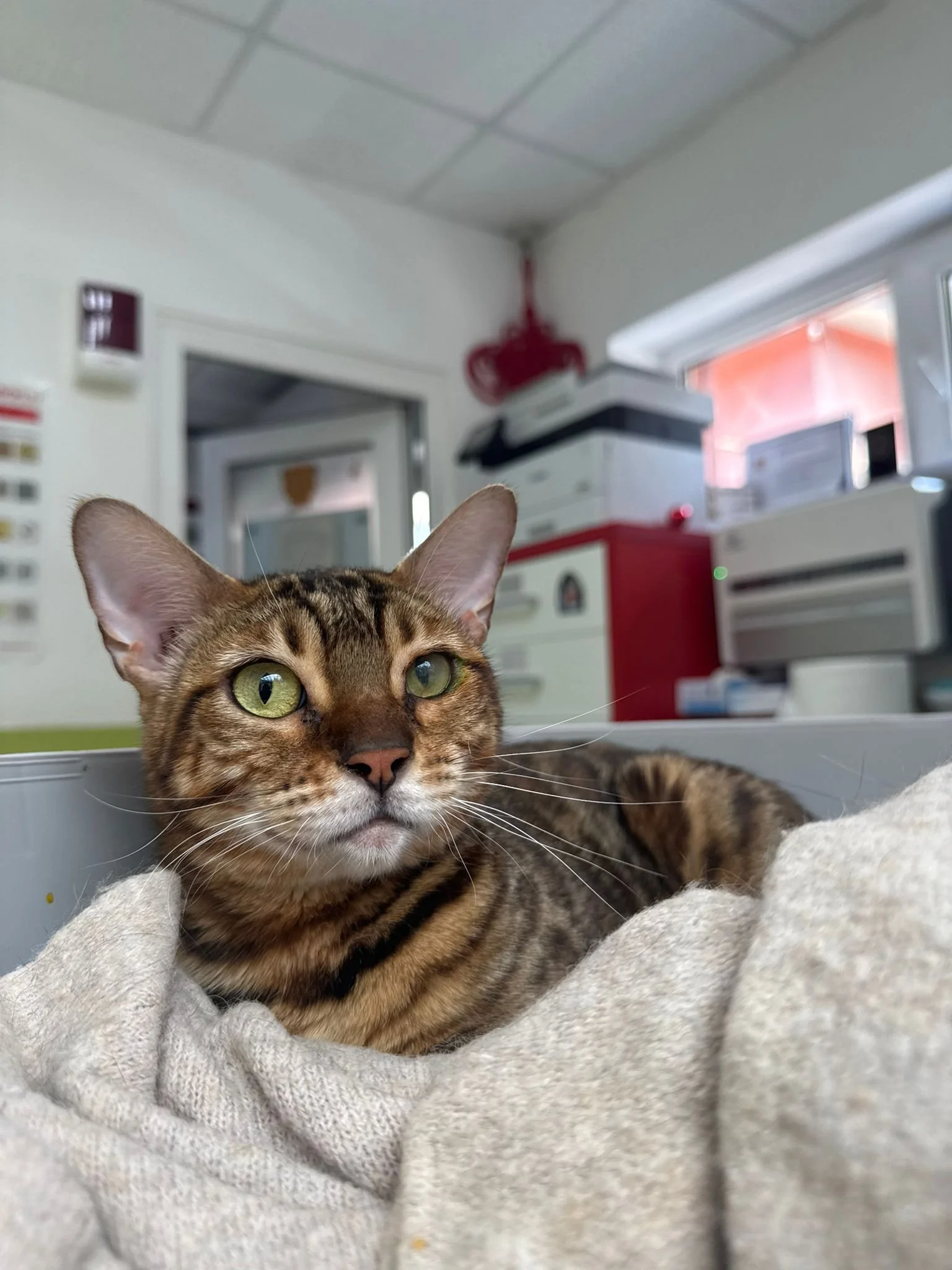 Animalul meu și-a zgâriat ochiul. Ce trebuie să fac?
