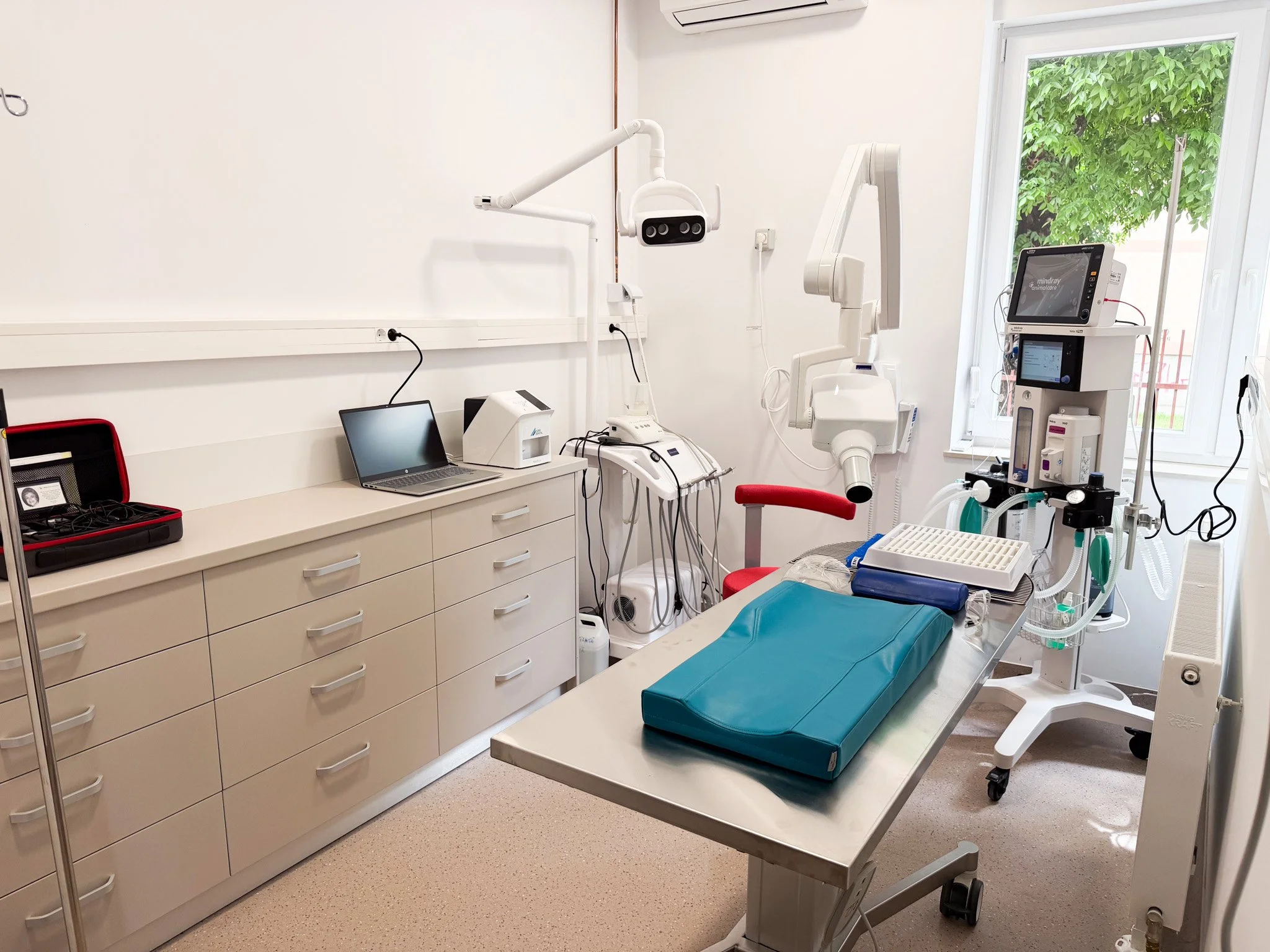 stomatologie veterinara