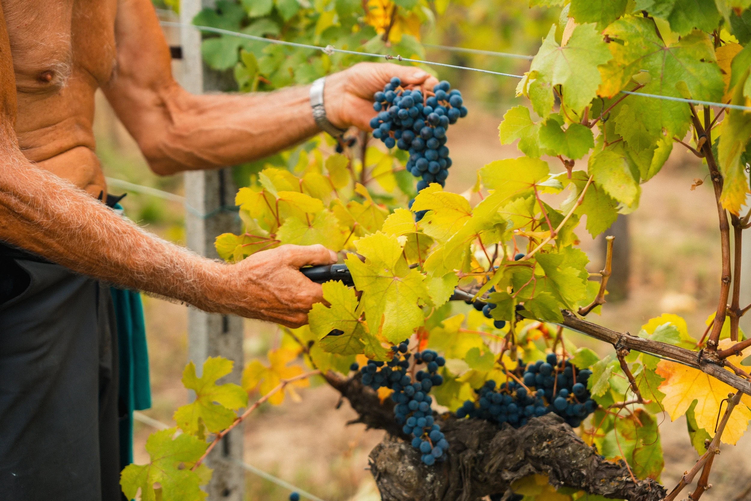 Vendemmia-TREACINI-79.jpg