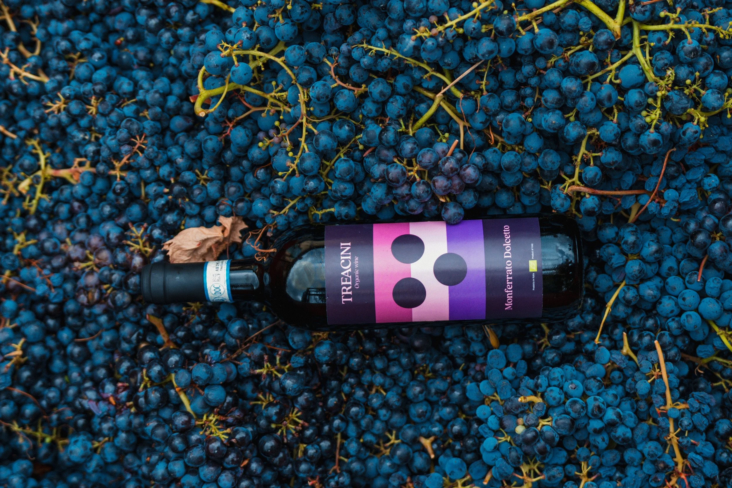Vendemmia-TREACINI-15.jpg