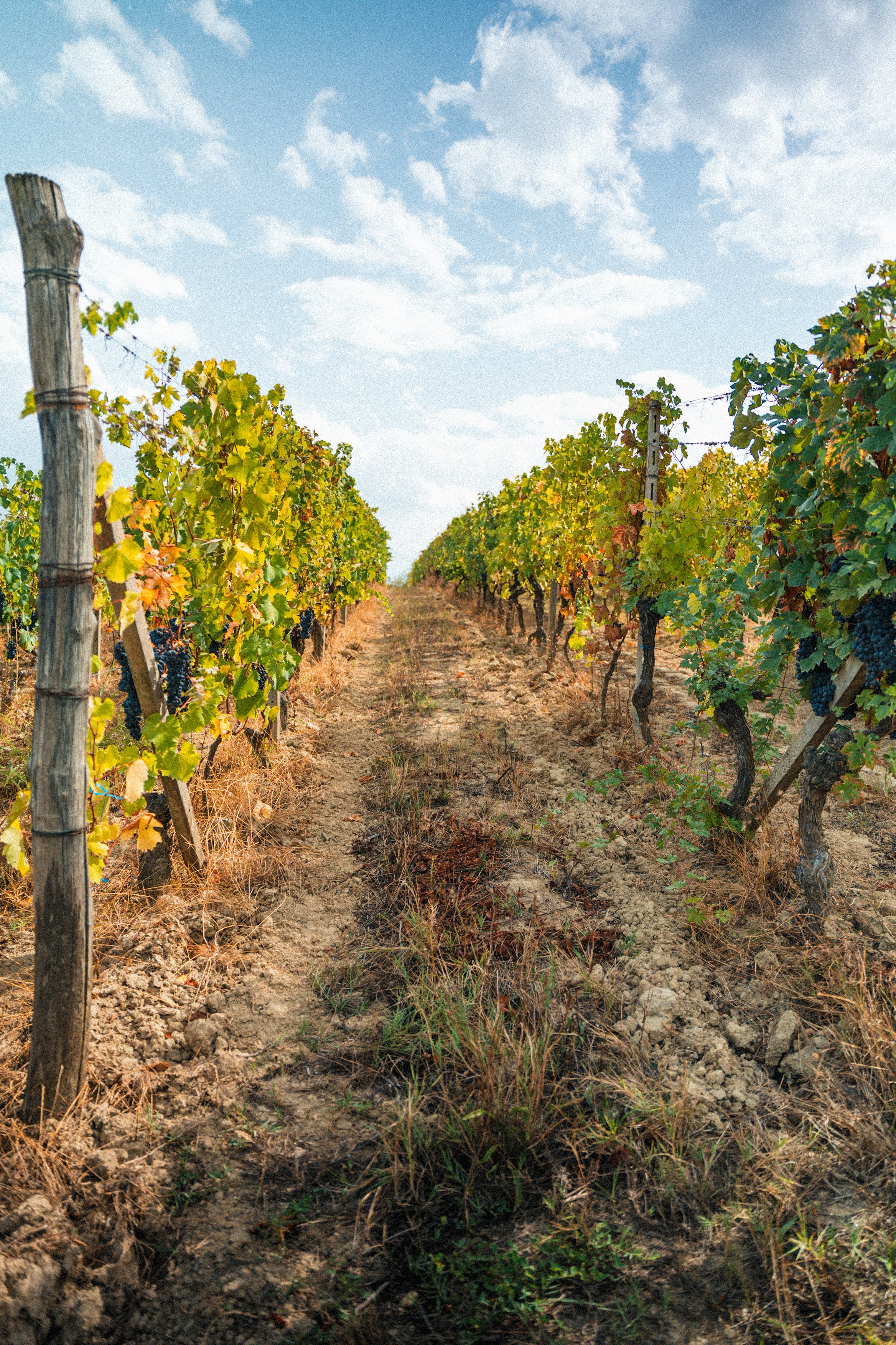 Vendemmia-TREACINI-98.jpg