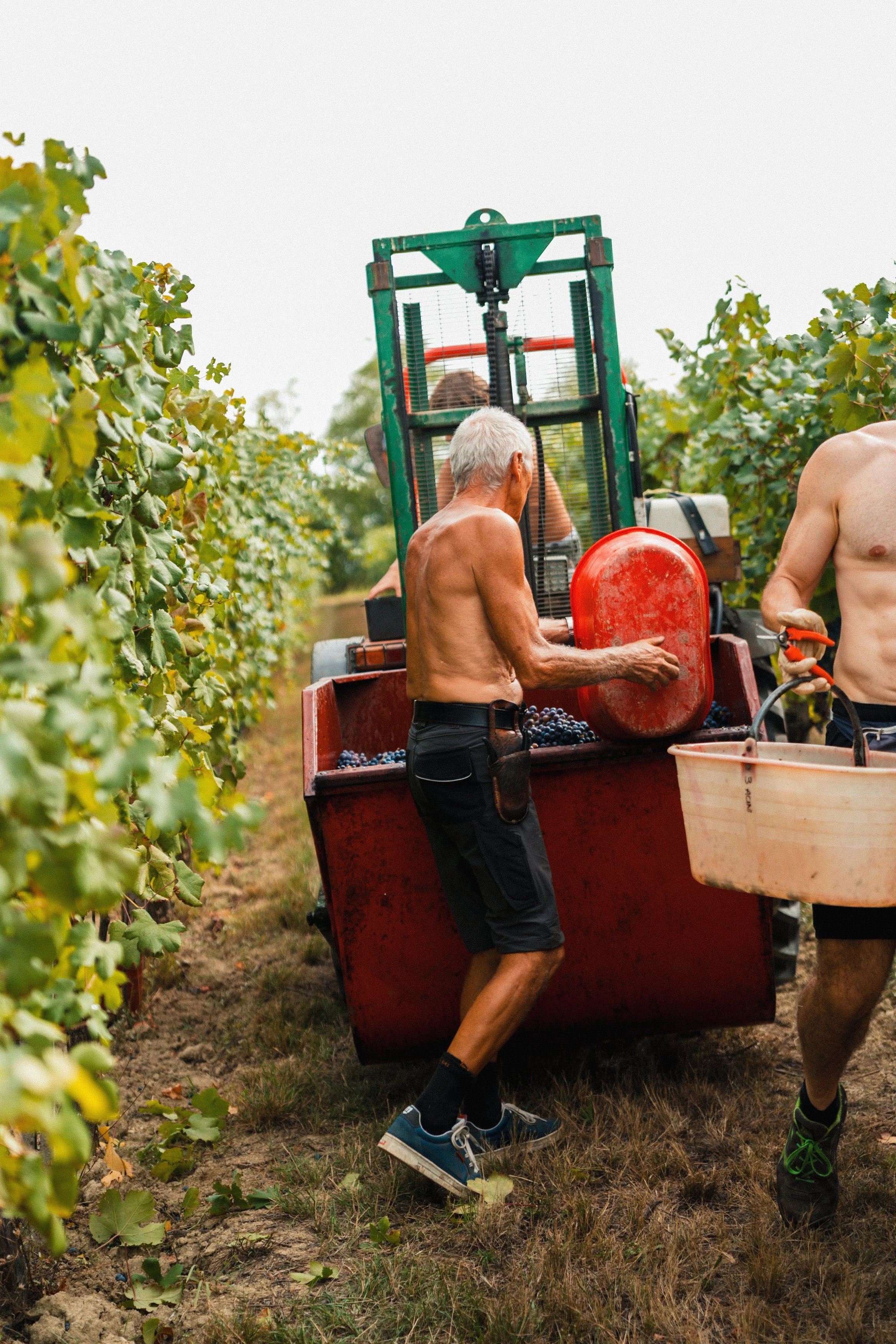 Vendemmia-TREACINI-83.jpg