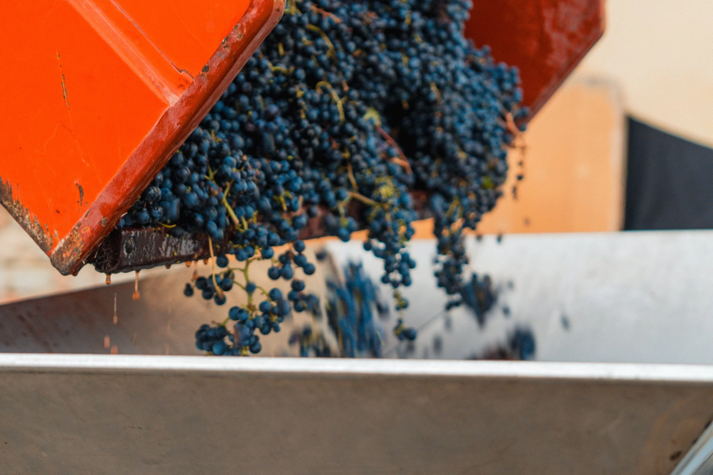 Vendemmia-TREACINI-17.jpg