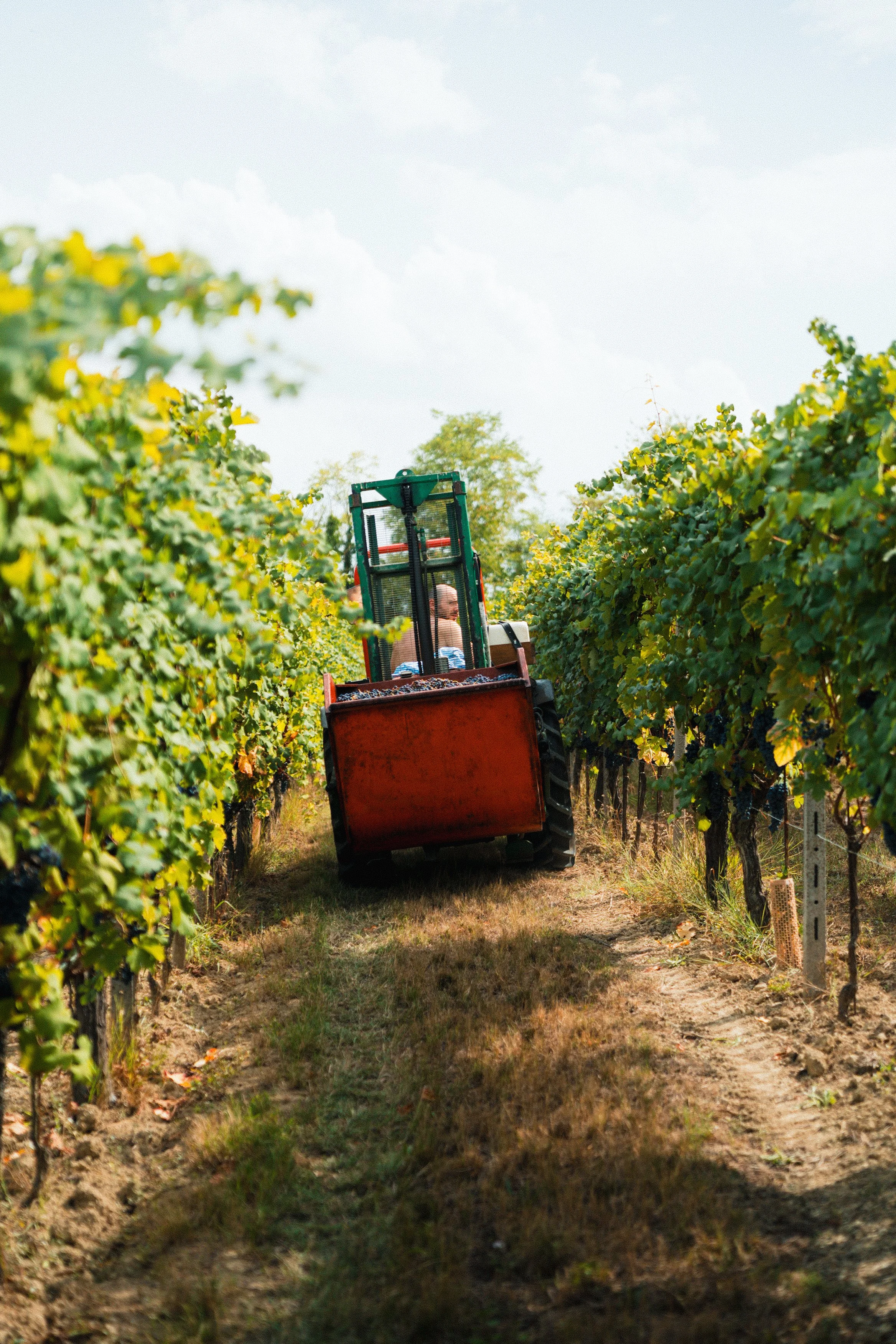 Vendemmia-TREACINI-95.jpg