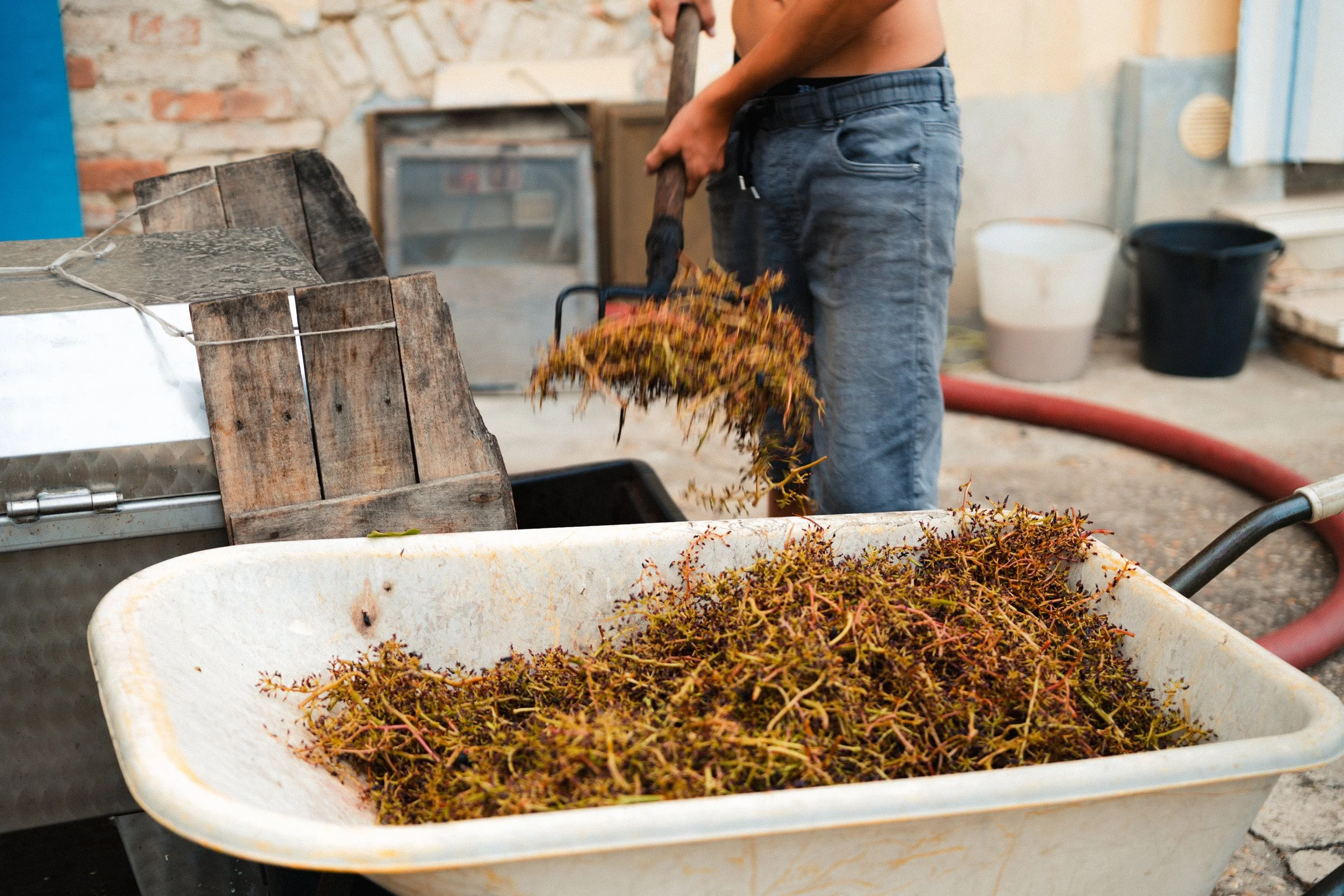 Vendemmia-TREACINI-23.jpg