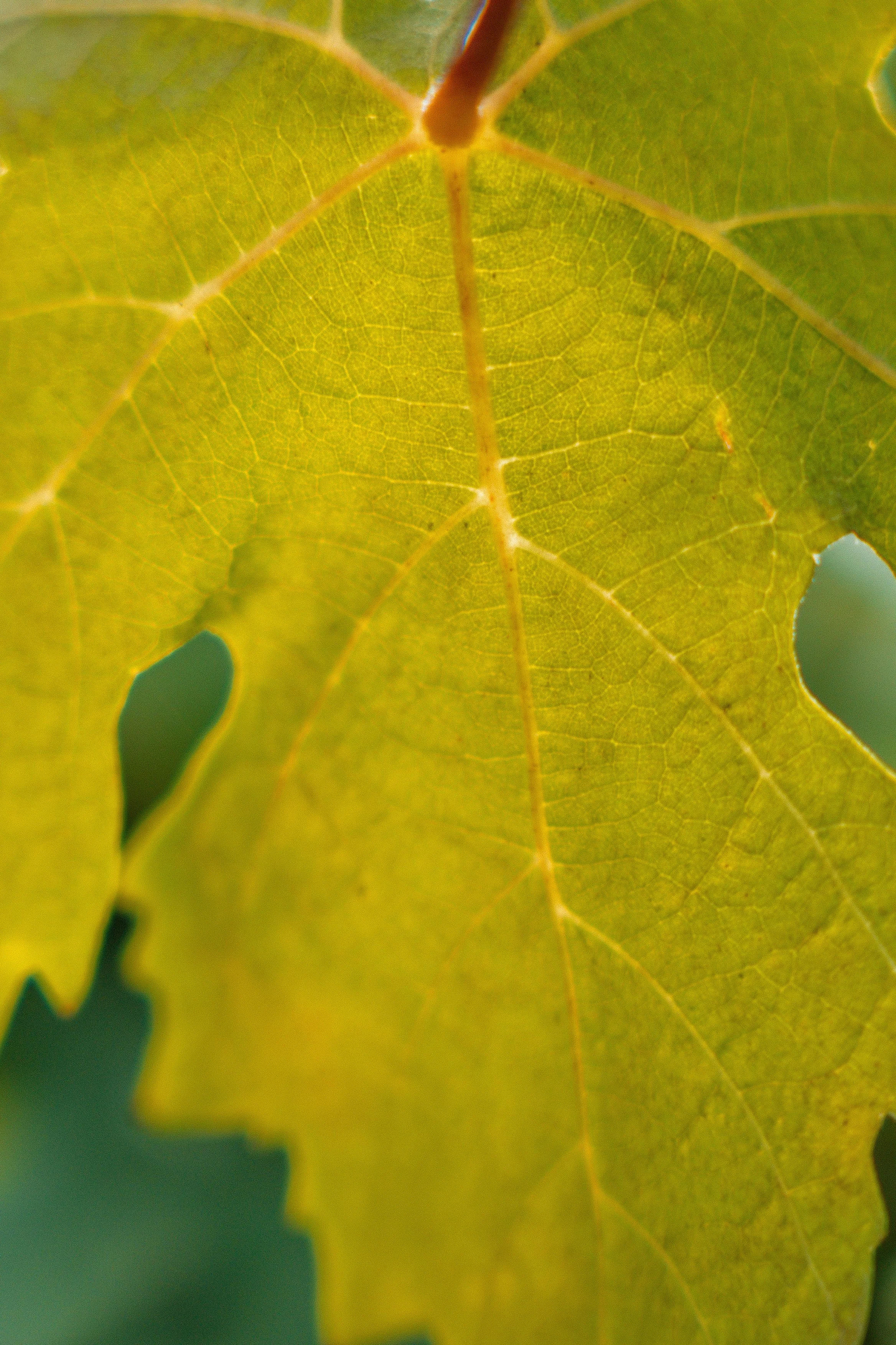 Vendemmia-TREACINI-88.jpg