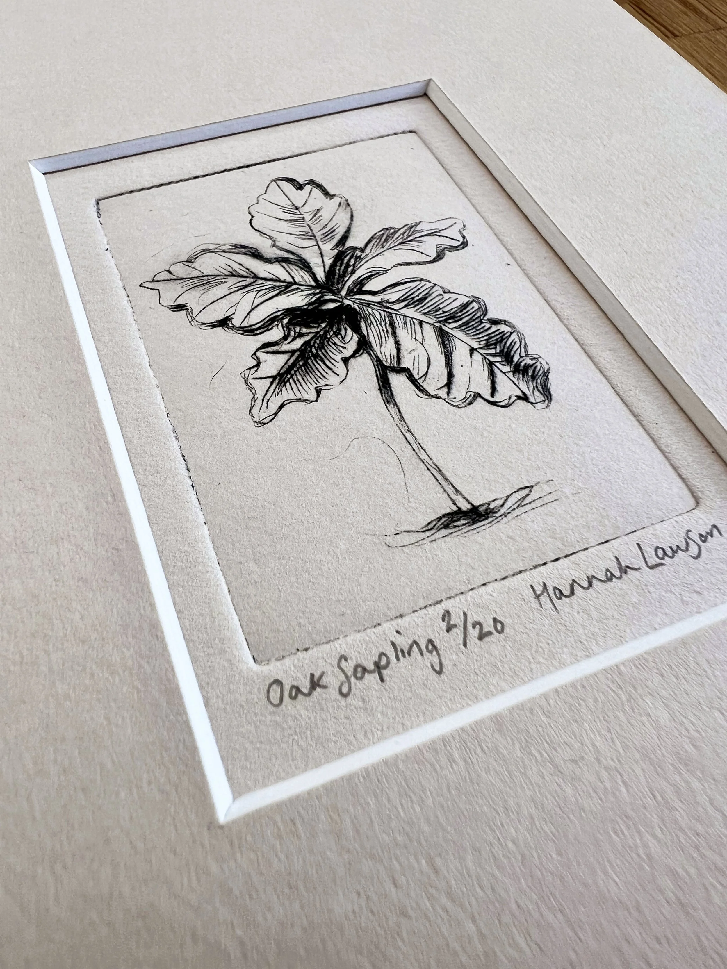 oaksapling2.jpeg