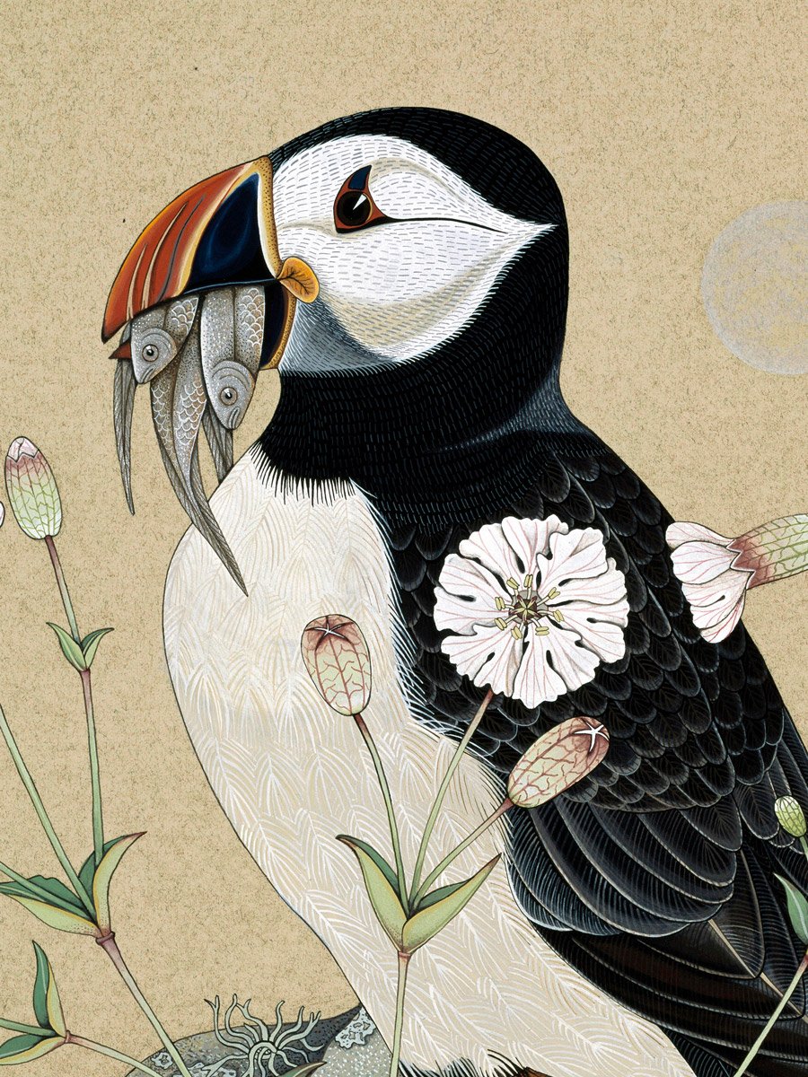 Puffin-&-Sea-Campion-etching-1-poppy-melia.jpg