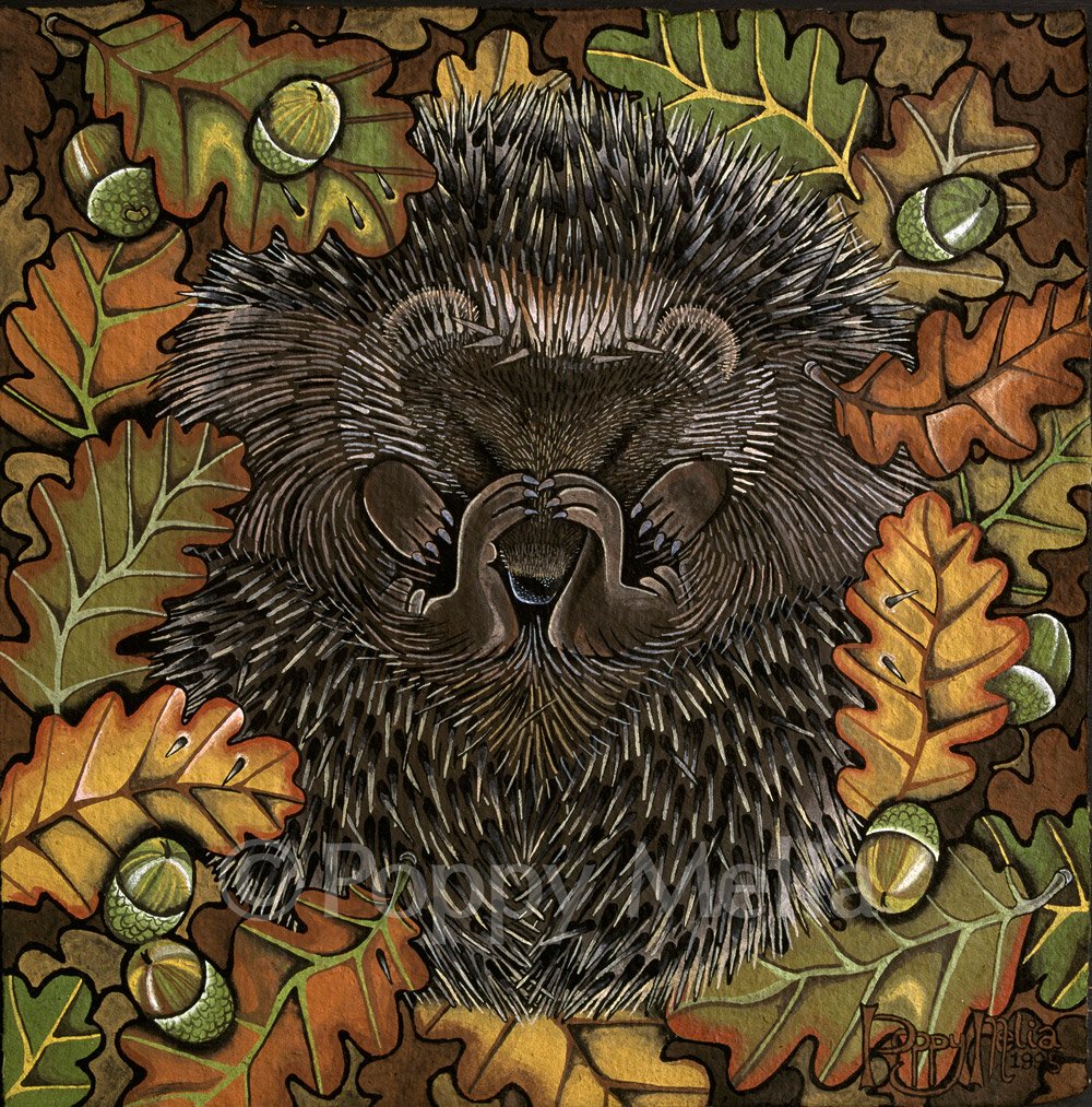 Hedgehog-2-poppy-melia.jpg
