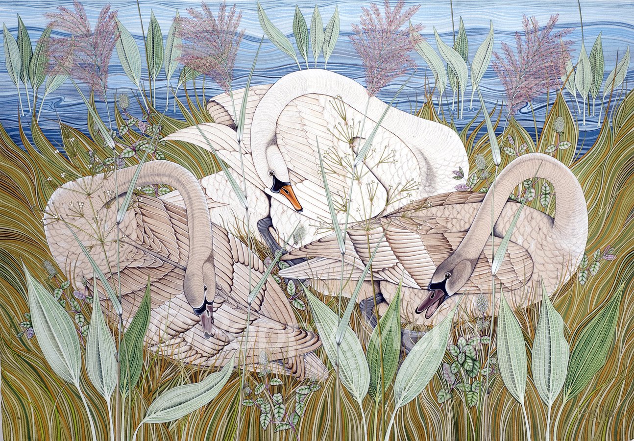Swan-and-Cygnets-2-poppy-melia.jpg