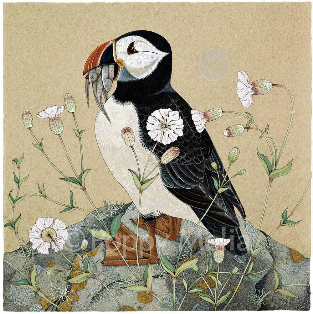 Puffin-&-Sea-Campion-etching-2-poppy-melia.jpg