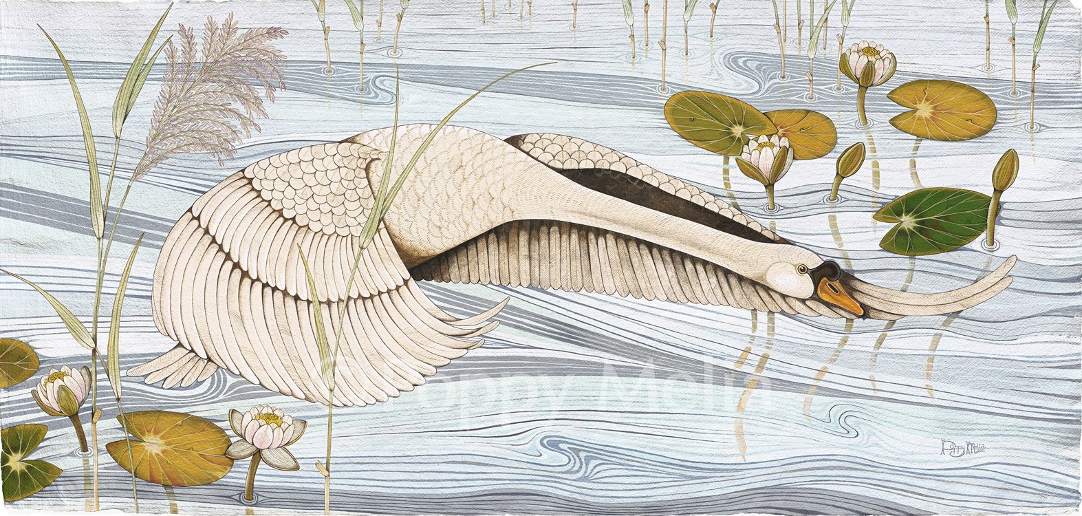 Swan-Landing-2-poppy-melia.jpg