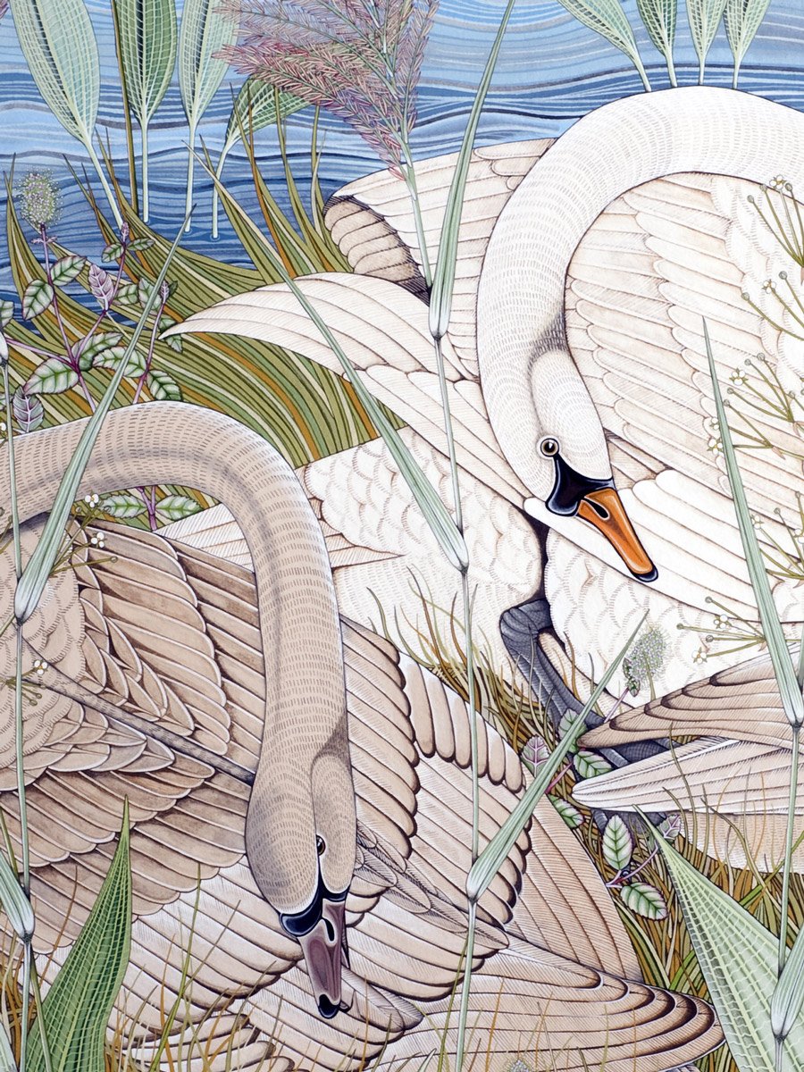 Swan-and-Cygnets-1-poppy-melia.jpg