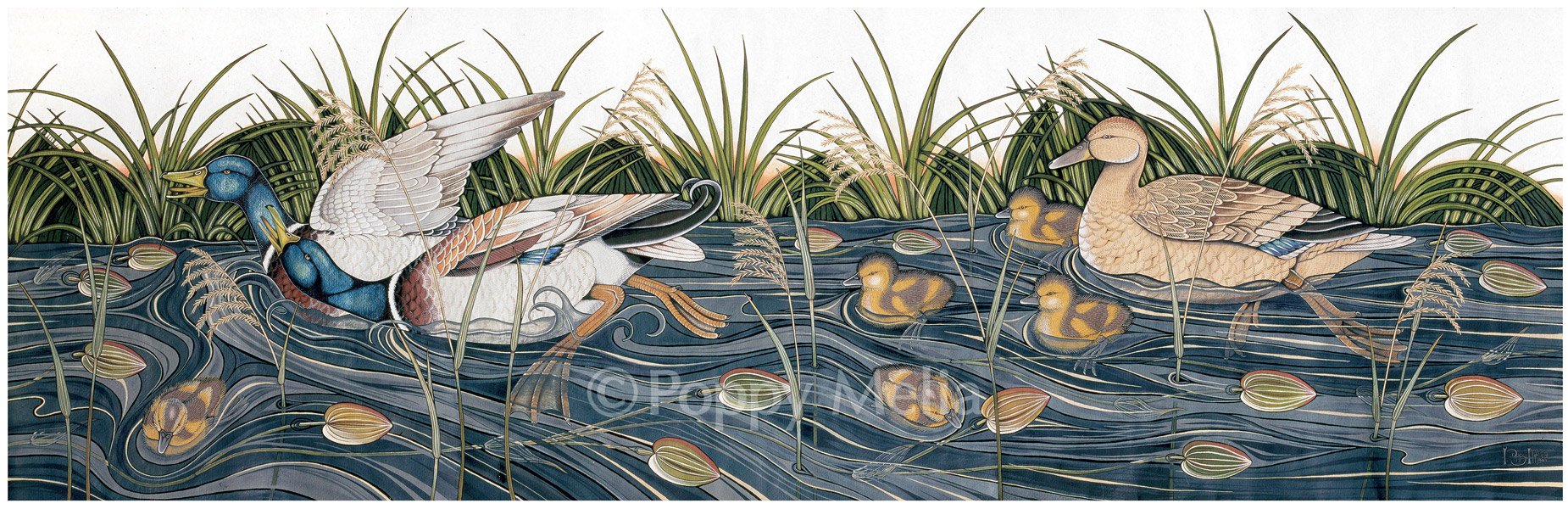 Drakes,-Ducklings-&-Duck-2-poppy-melia.jpg