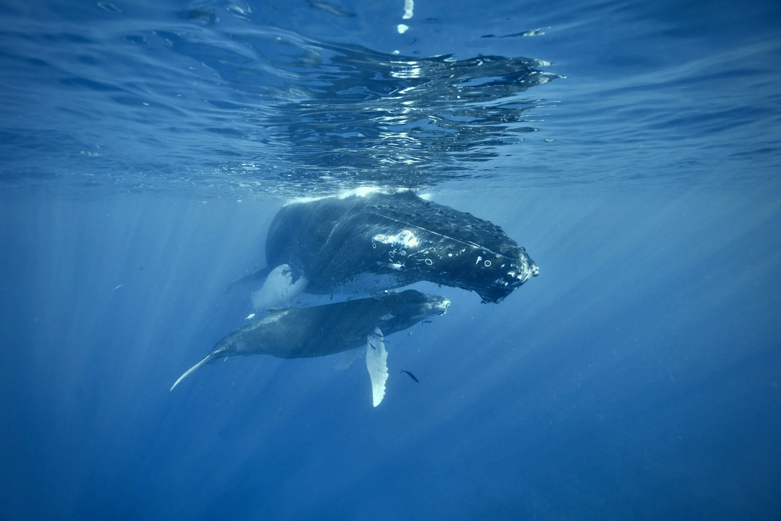 Historic EYOS expedition aboard M/Y Solace discovers Dominican Republic’s Navidad Bank as major breeding ground for humpback whales 
