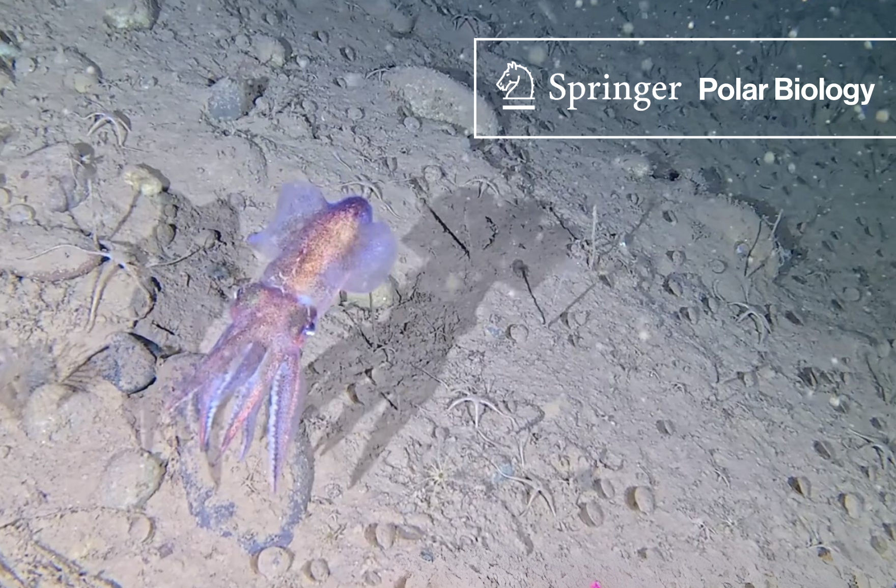 First in situ record of Bobtail squid and egg masses in Northeast Greenland National Park