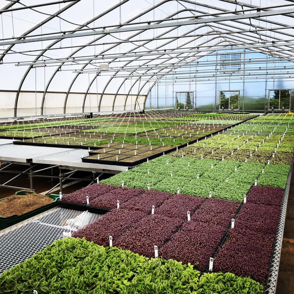 Inside a greenhouse, various trays of seedlings and young plants grow under a curved glass roof, with different shades of green and purple plants arranged in rows.