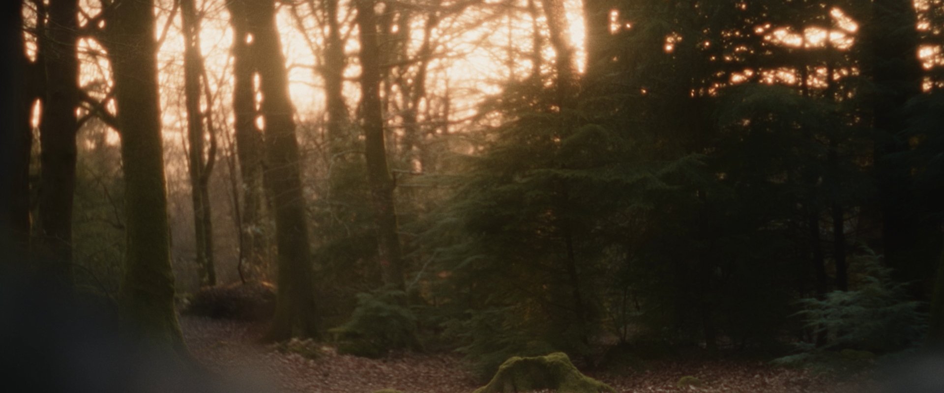 Sunset in woodland.jpg