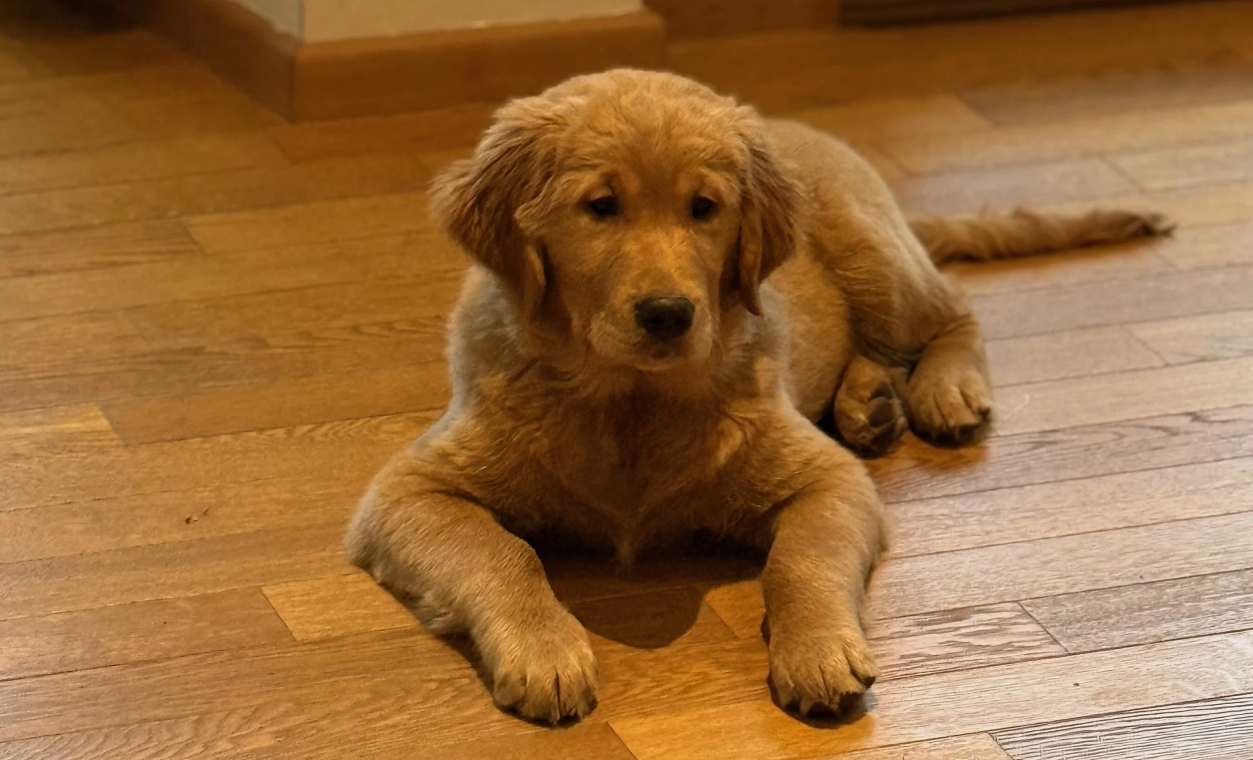 Bolt - novi “Chief Happiness Officer”