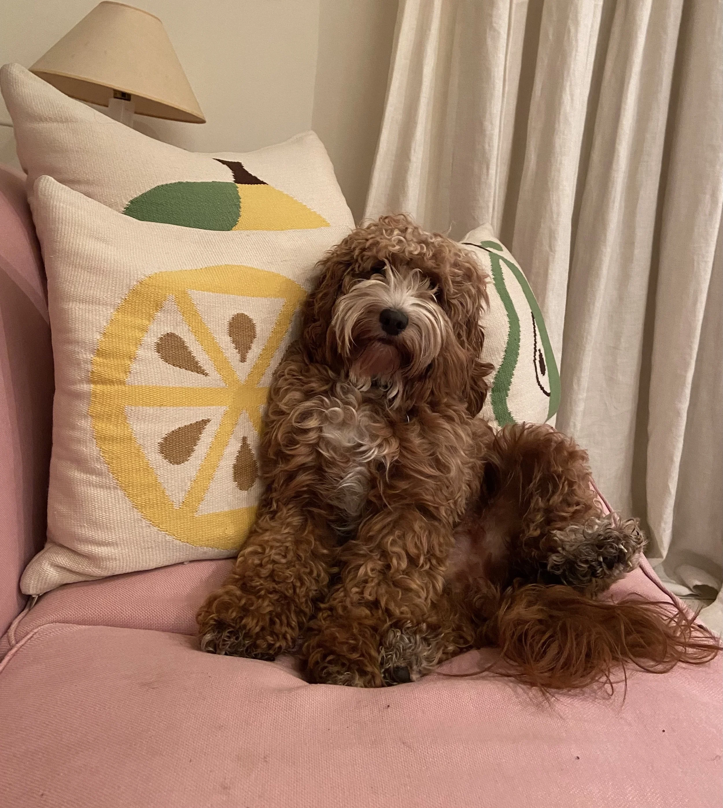 The Thing About Cockapoos…