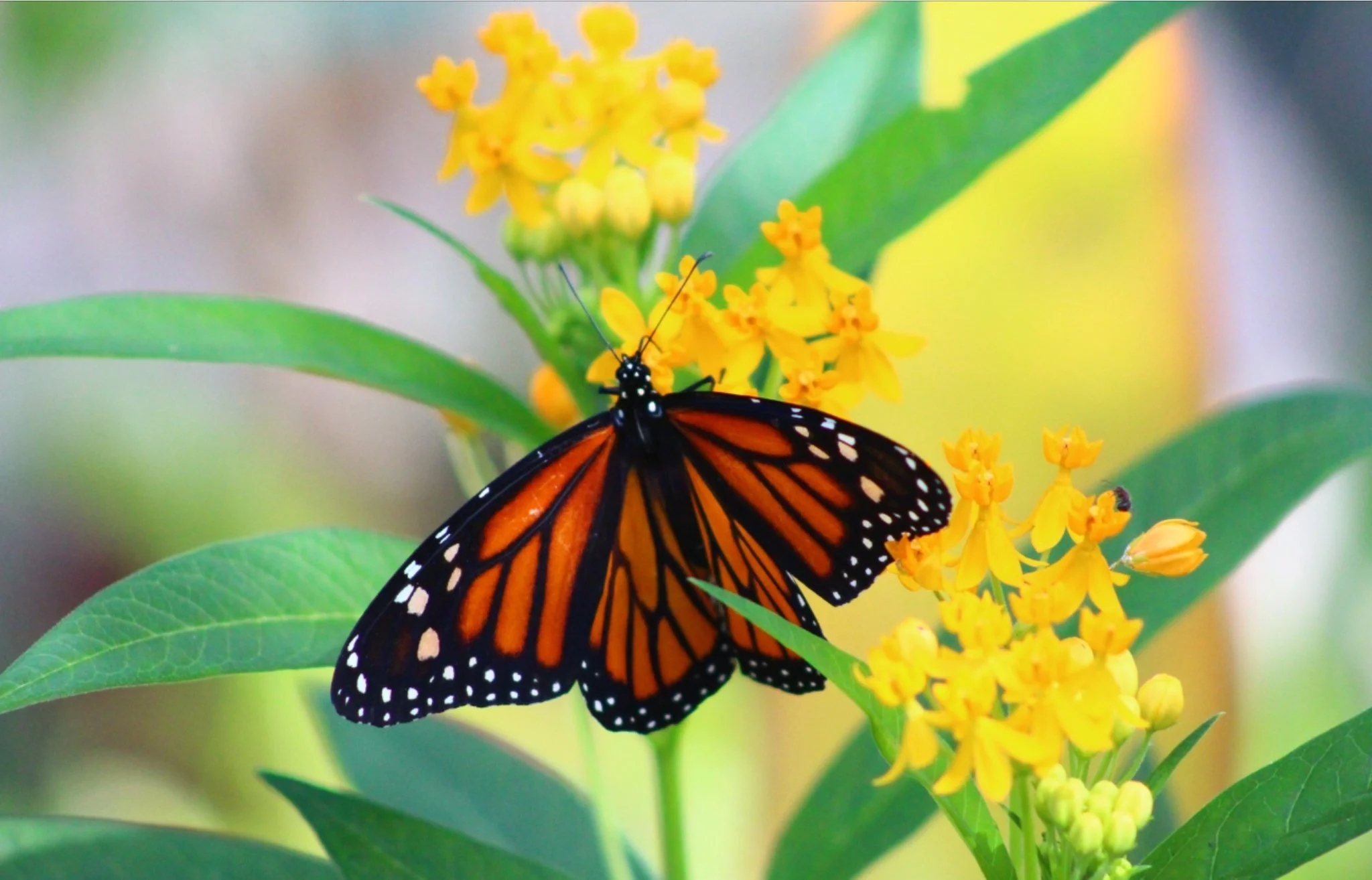 A monarch butterfly with orange and black wings sitting on yellow flowers surrounded by green leaves.