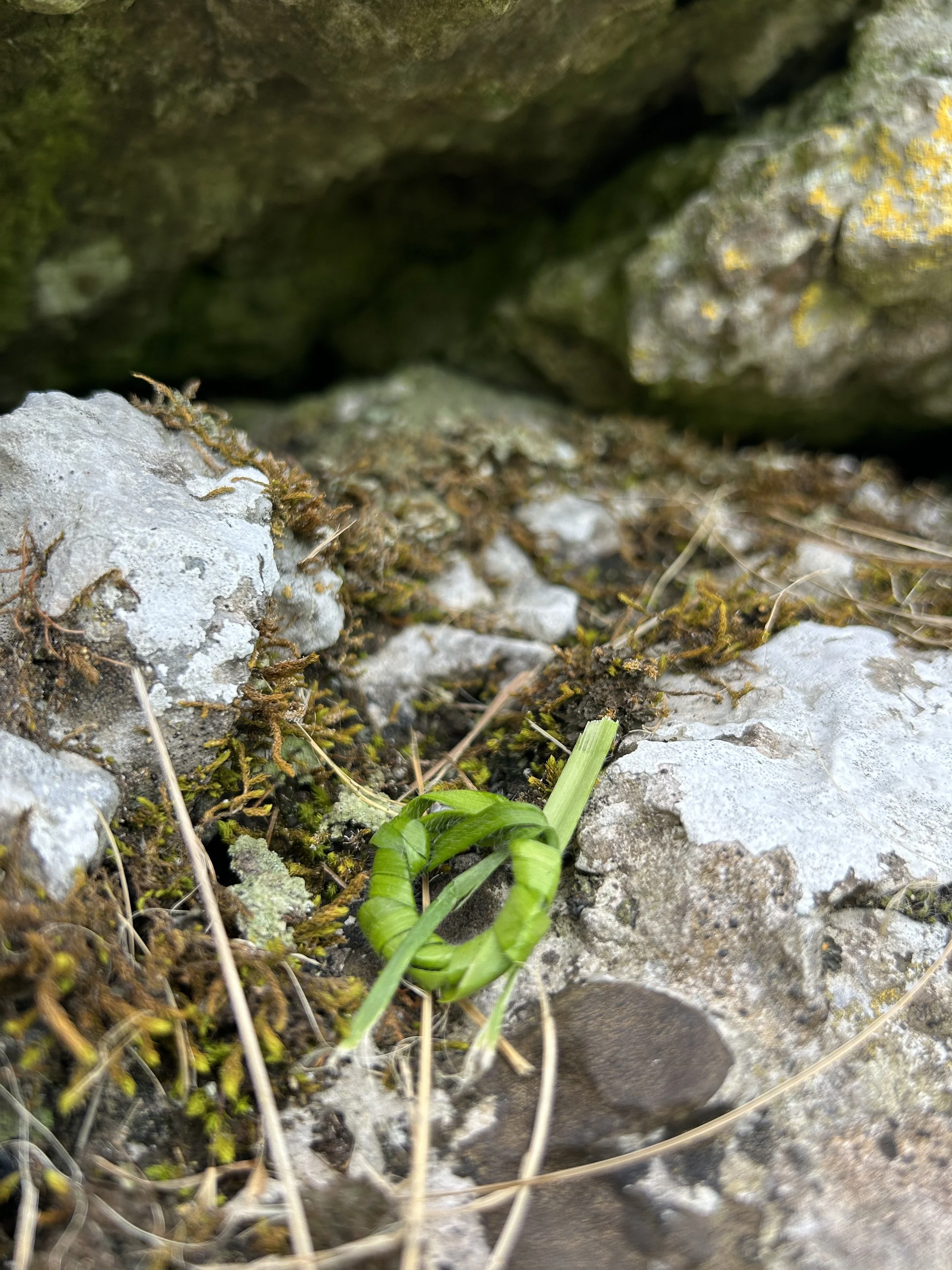 Fairy present Ireland.JPG