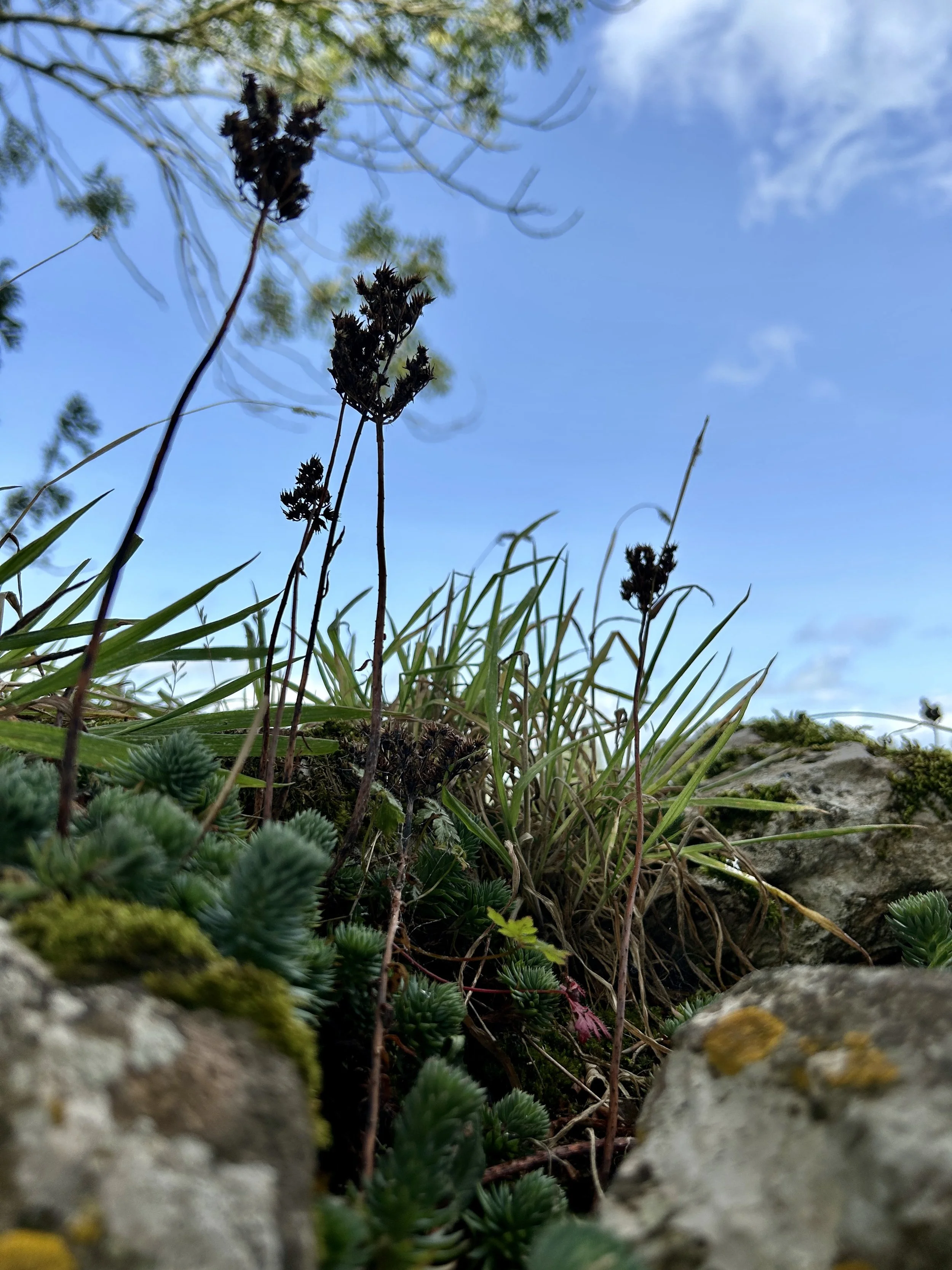 Ireland flower MM vertical.JPG