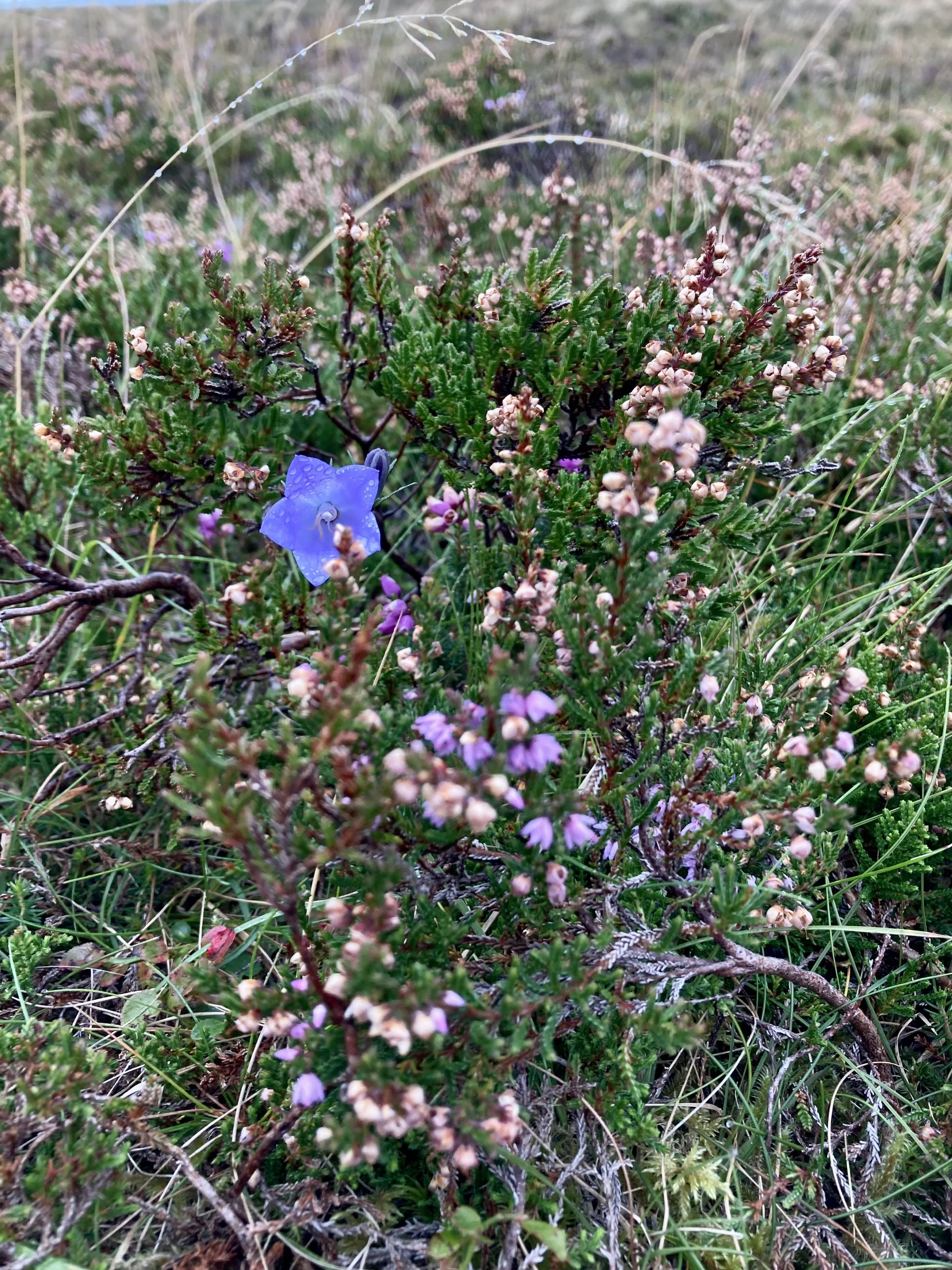 Ireland flower 2 MM vertical.jpeg