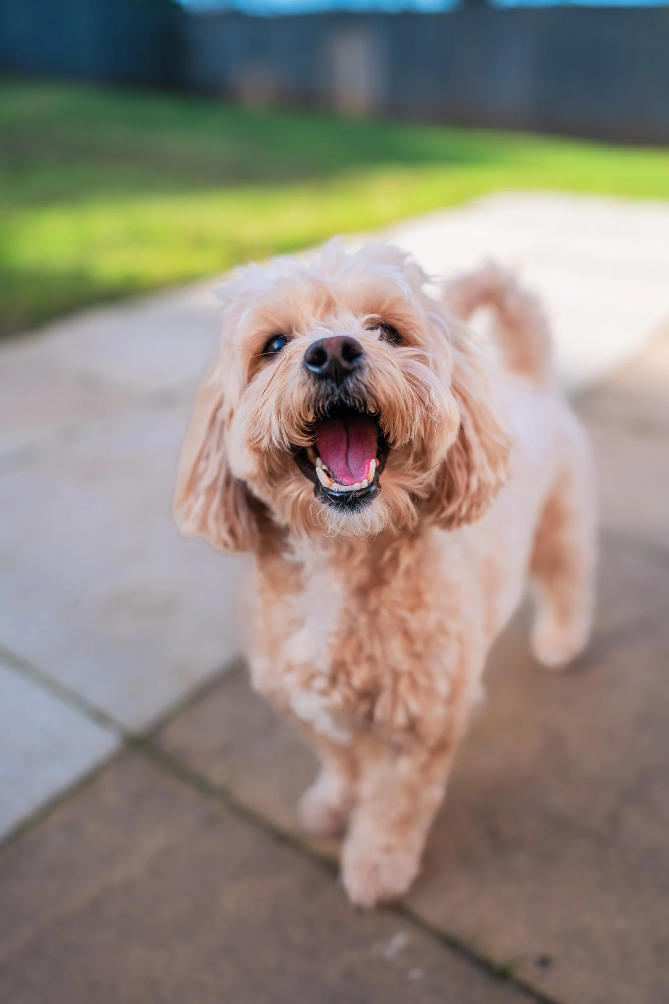 Kelvin Tung pet photography-Launch pet photography