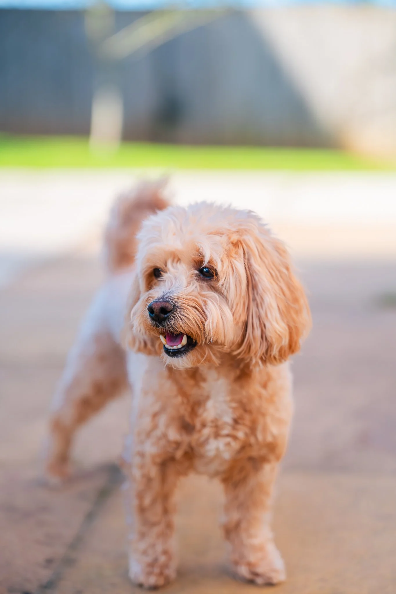 Kelvin Tung pet photography-Launch pet photography