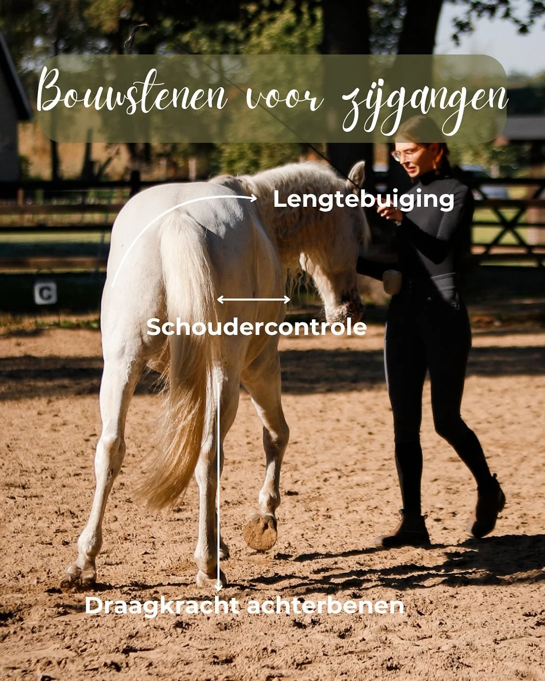 Swipe 👉🏻 om meer te ontdekken over de bouwstenen voor je zijgangen

Zijgangen zijn niet alleen mooi om te zien, ze hebben enorm veel trainingsvoordelen! 
Ze verbeteren de rechtgerichtheid, souplesse, kracht en co&ouml;rdinatie van je paard. Daarnaa