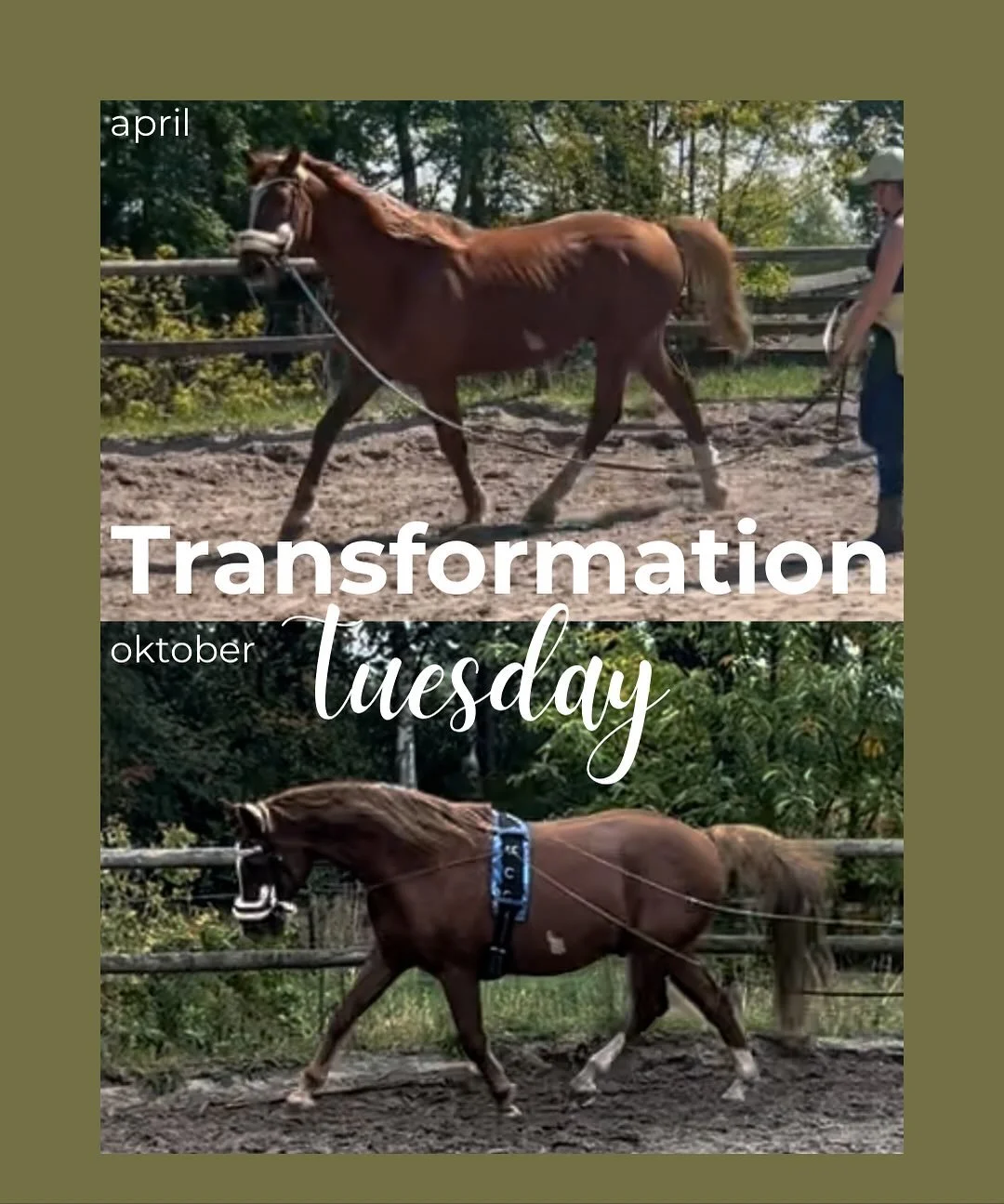 ✨ Van onbalans naar vertrouwen ✨

Sinds dit voorjaar werk ik met de knappe vos van @nos_ollie_cattiva_ 🧡 Dit doen we in de vorm van training in combinatie met les. 
Nos had wat lichamelijke tegenslagen gehad waardoor de training even stil lag. Nos w