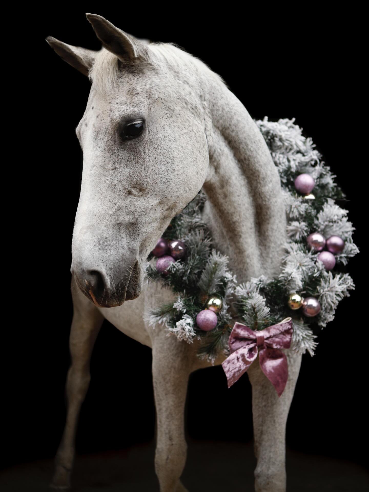 🎄 Ready for christmas 🎄 

Wat een fotomodel! Hier zien jullie de knappe Ulle van Alyssia. Zou je niet zeggen dat dit een paard met al een flinke leeftijd is he!?
 
Sindskort ben ik weer langzaam mijn fotografie aan het oppakken, afgelopen weekend s