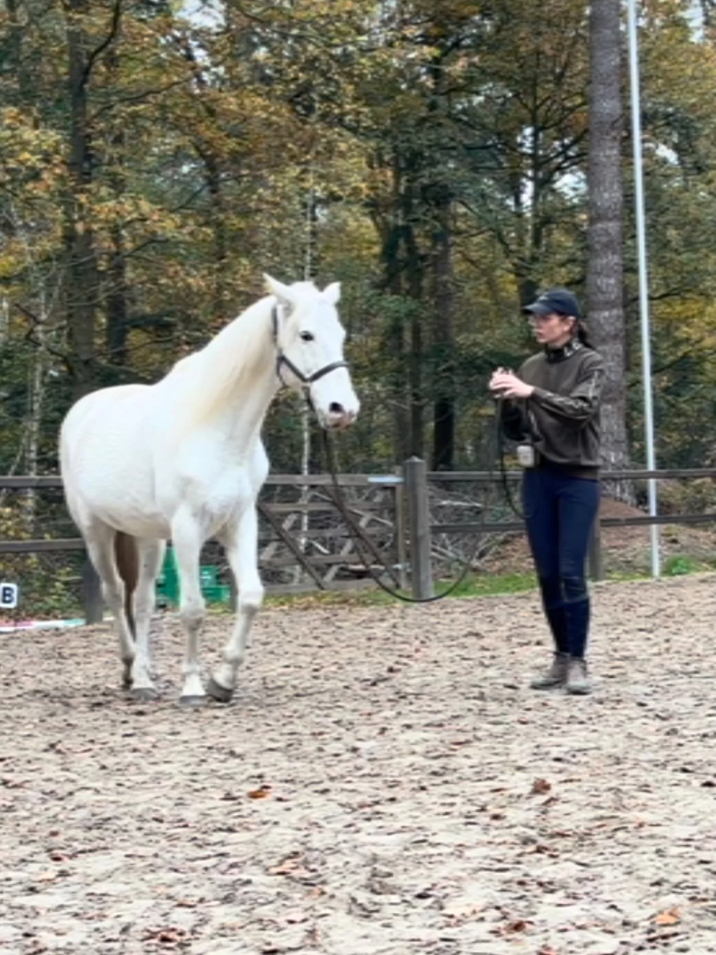 Wist je dat?! 

Je zijgangen ook prima aan de longe kan vragen? Het kunnen controleren van de achterhand en voorhand (en de rem) op afstand is het enige wat je daarvoor nodig hebt.

Zijgangen op de volte hebben een EXTRA gymnastiserende waarde. Een f