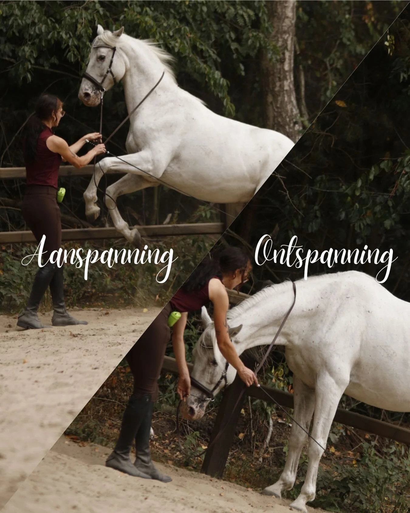 🌊 Trainen in golfjes

Wanneer ik train, visualiseer ik het werk graag als golven. De energie verloopt namelijk nooit vlak; ze bouwt op, bereikt een hoogtepunt en mag daarna weer afvloeien. Net als de zee! 

Door in golfjes te trainen , train je het 