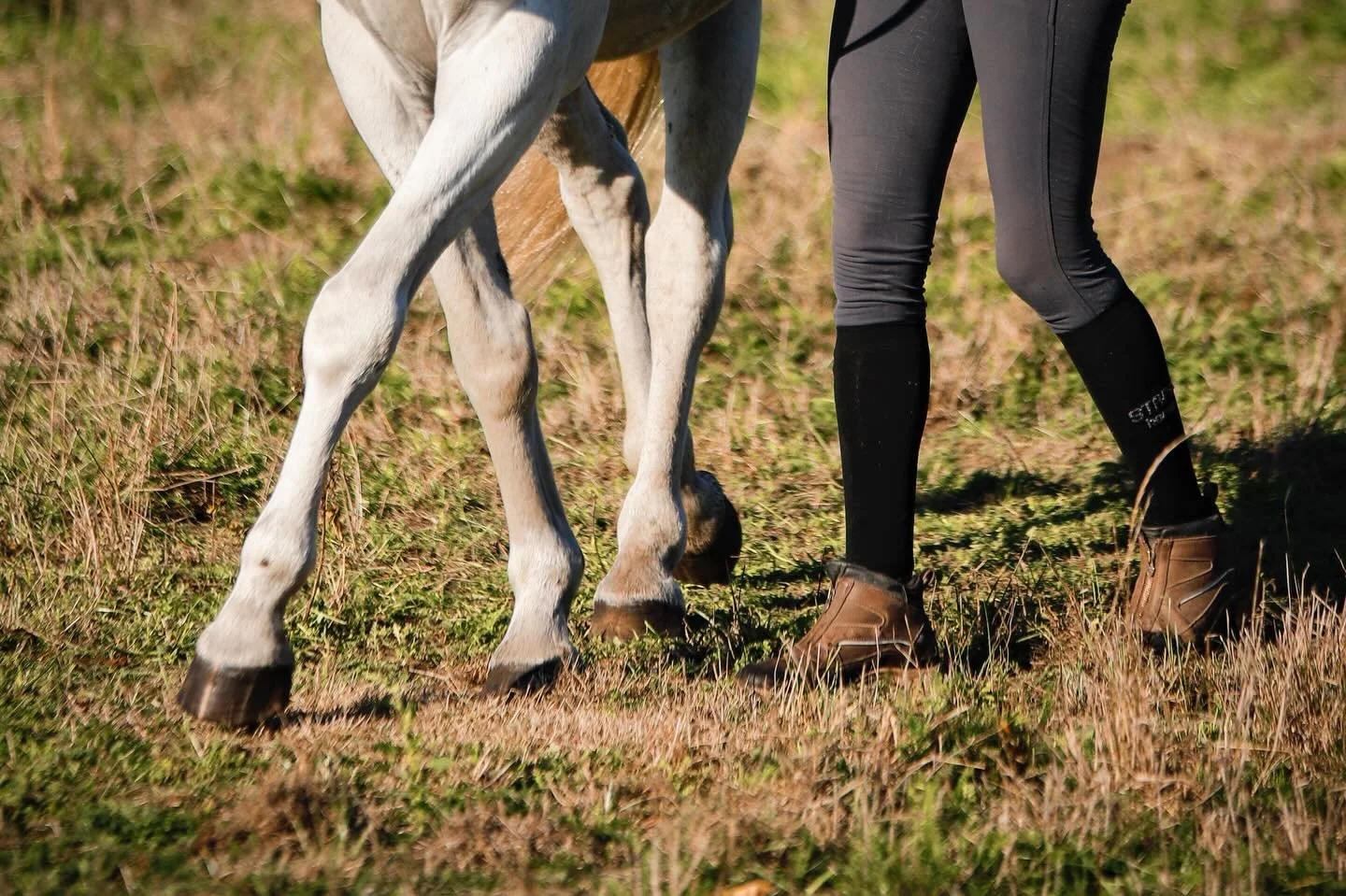 Samen in beweging, stap voor stap in balans.
Dressuurmatig grondwerk volgens mijn visie binnen Equinamic draait om verbinding, biomechanisch bewustzijn. Het ontwikkelen van een paard dat vanuit ontspanning en vertrouwen met je meewerkt. Door fysieke 
