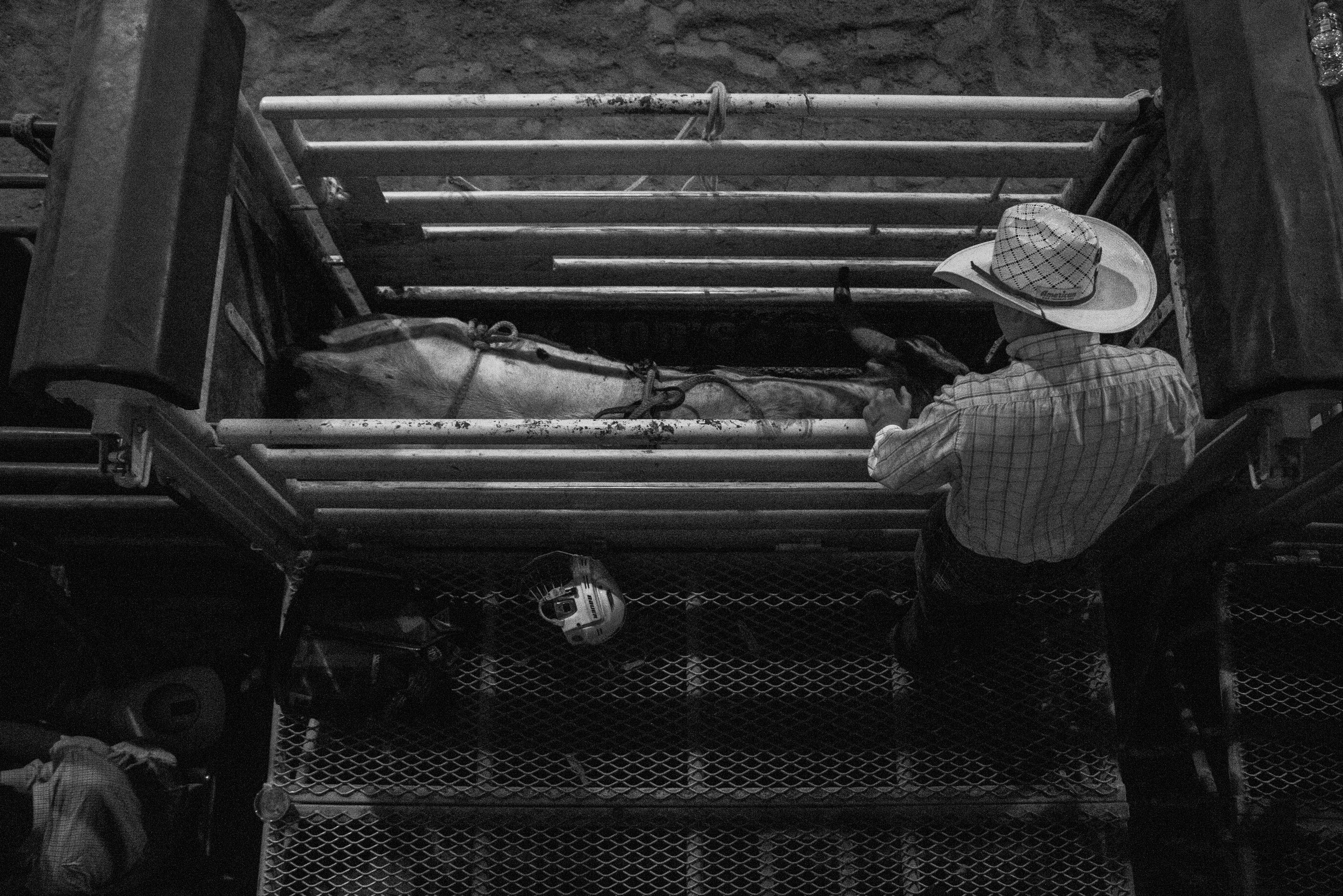 A man watches a bull be prepared for Bull Riding at Billy Bob's on March 29, 2025.