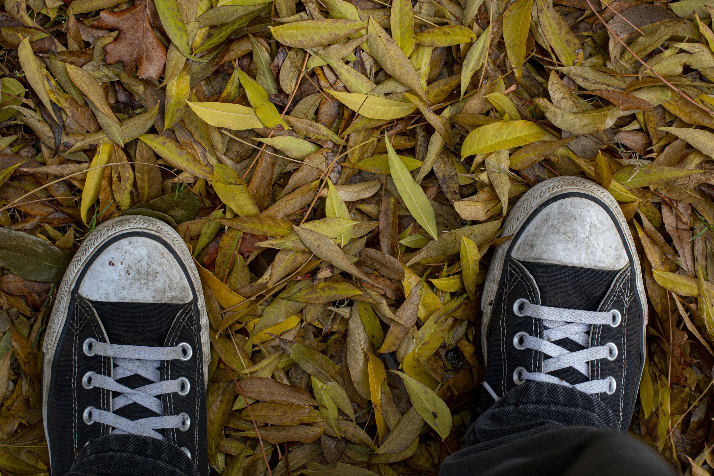 Standing on leaves on Dec. 4, 2024