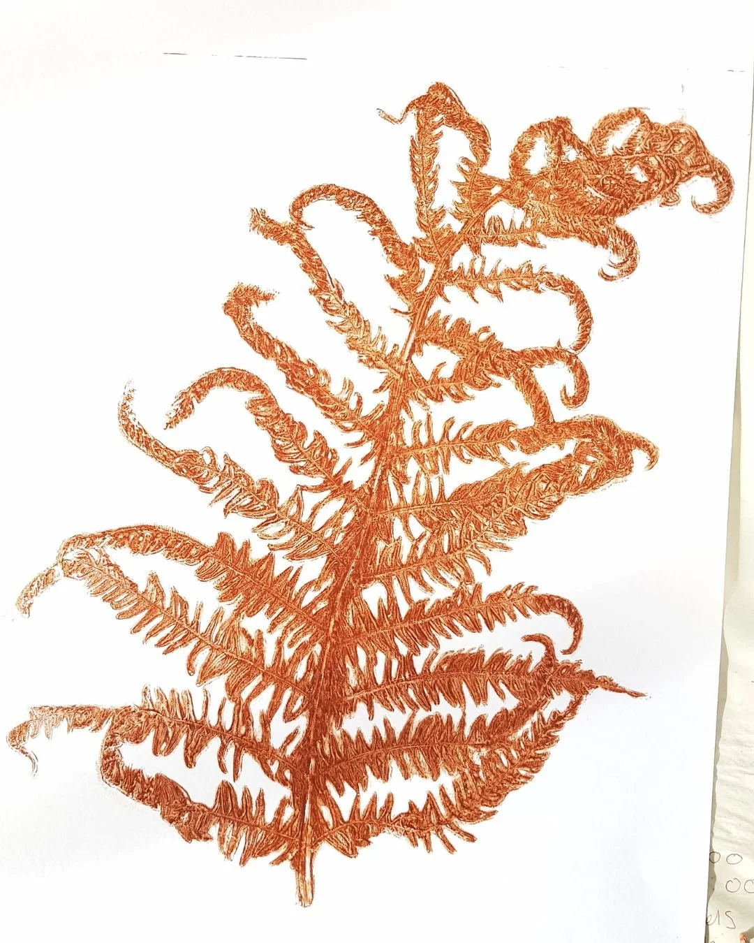 fern.jpg