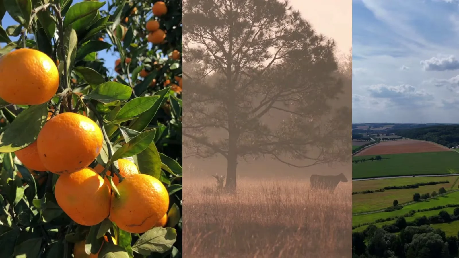 Discovering the Food of the Suncoast