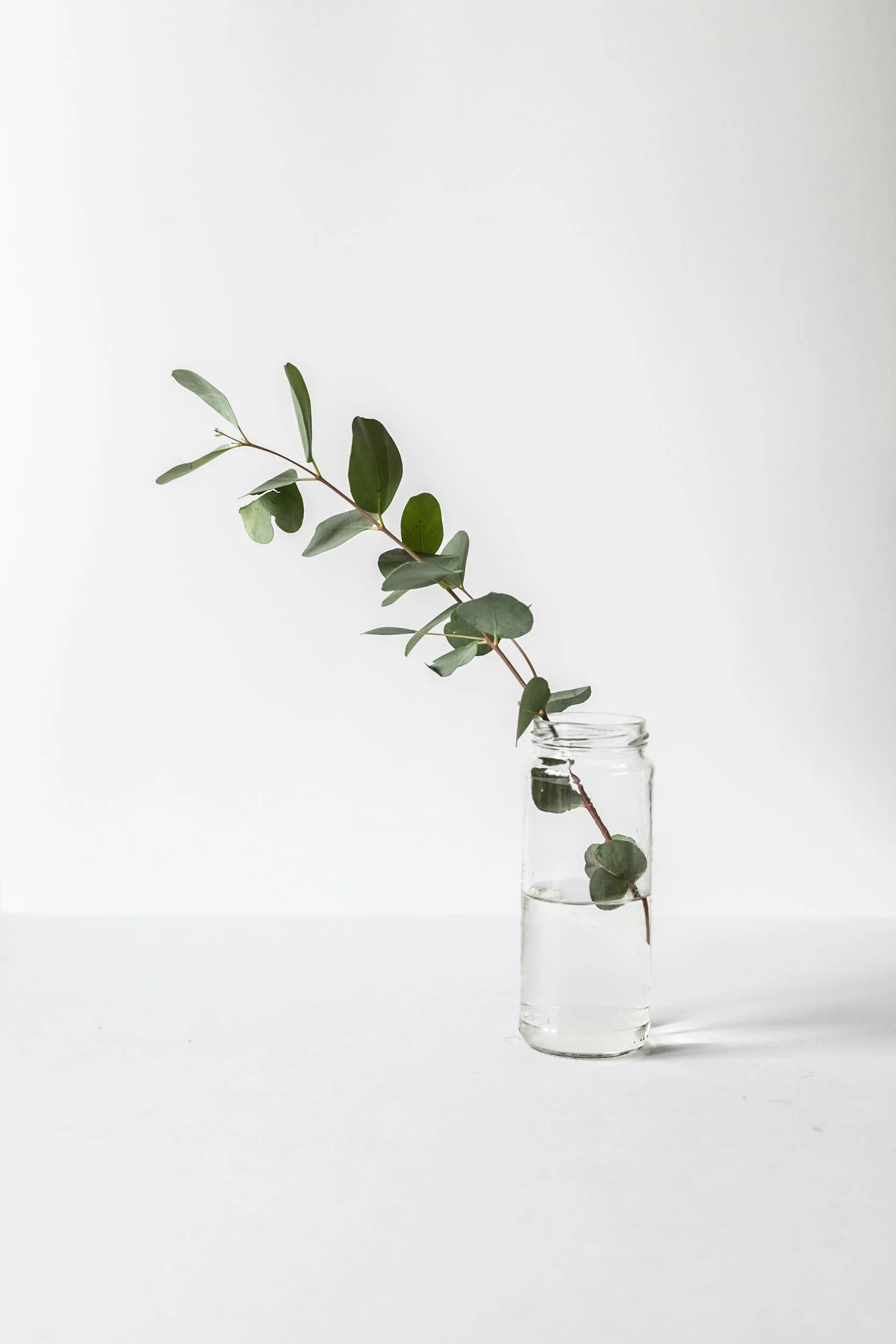 Eucalyptus leaves in a glass of water.
