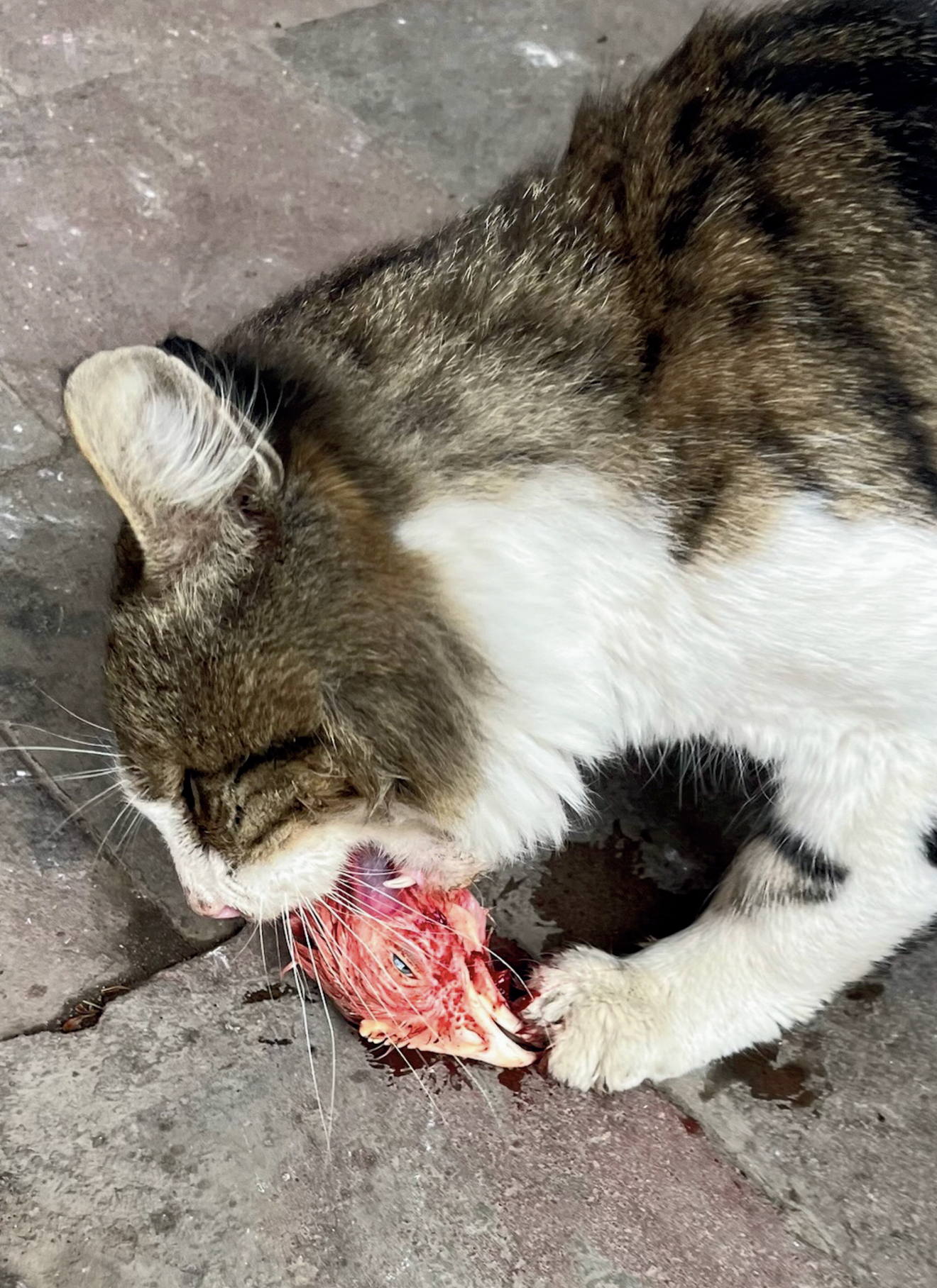 LIFE IS GOOD issue #4