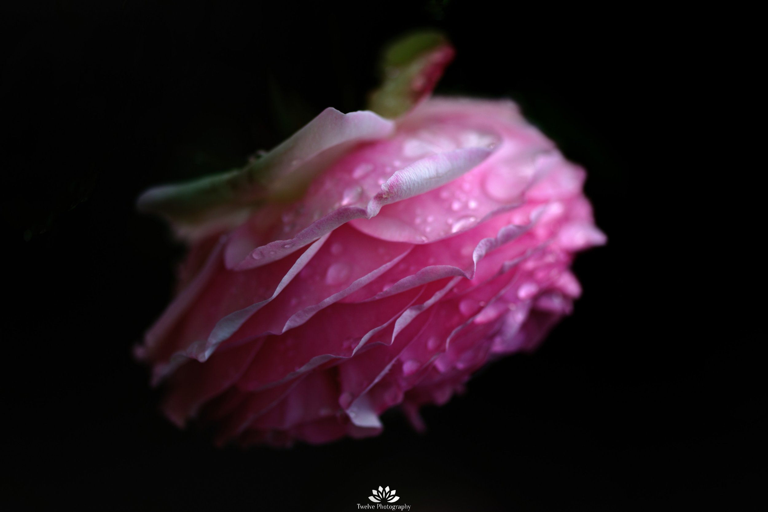 DSC_5311.jpg