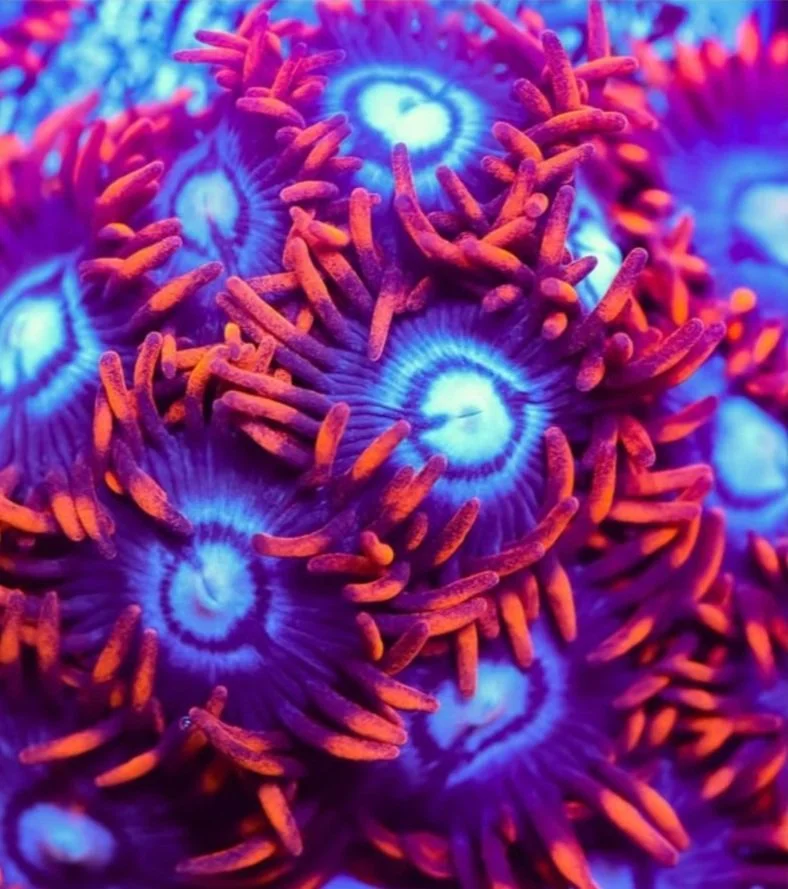 Zoa Pic.jpg