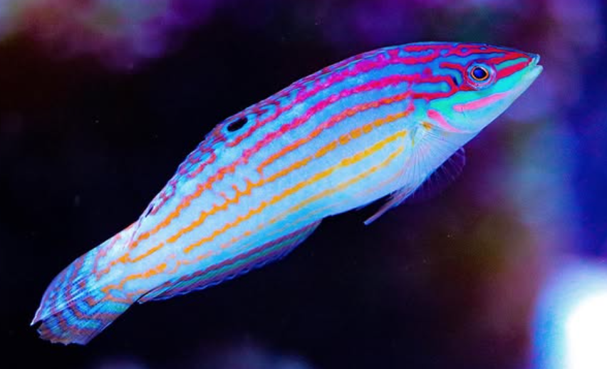 Wrasse.png