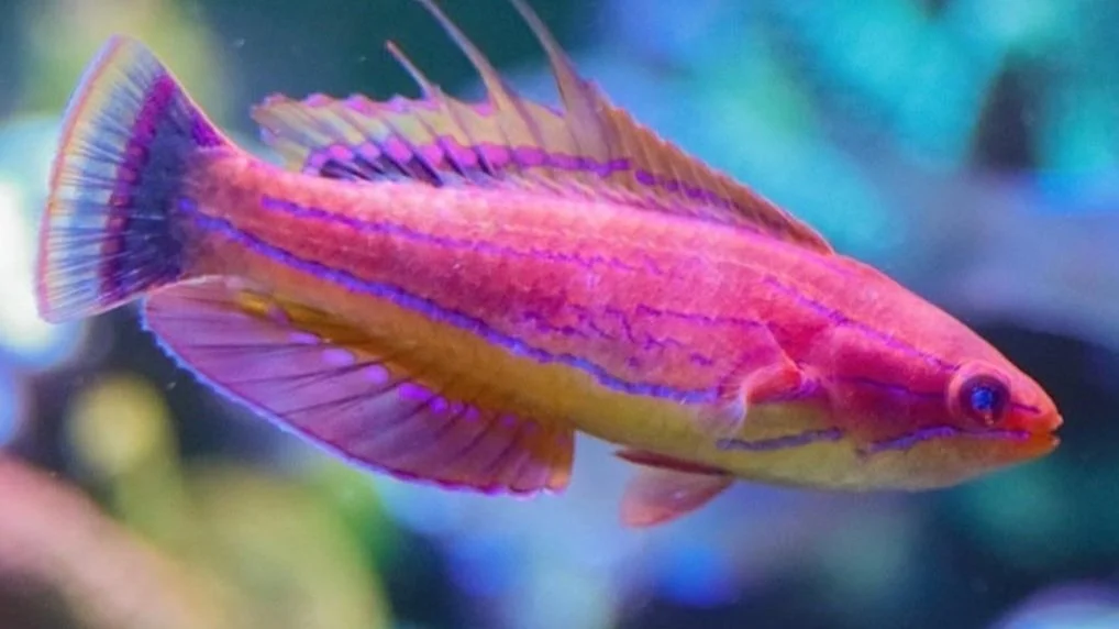 Fairy Wrasse.jpg