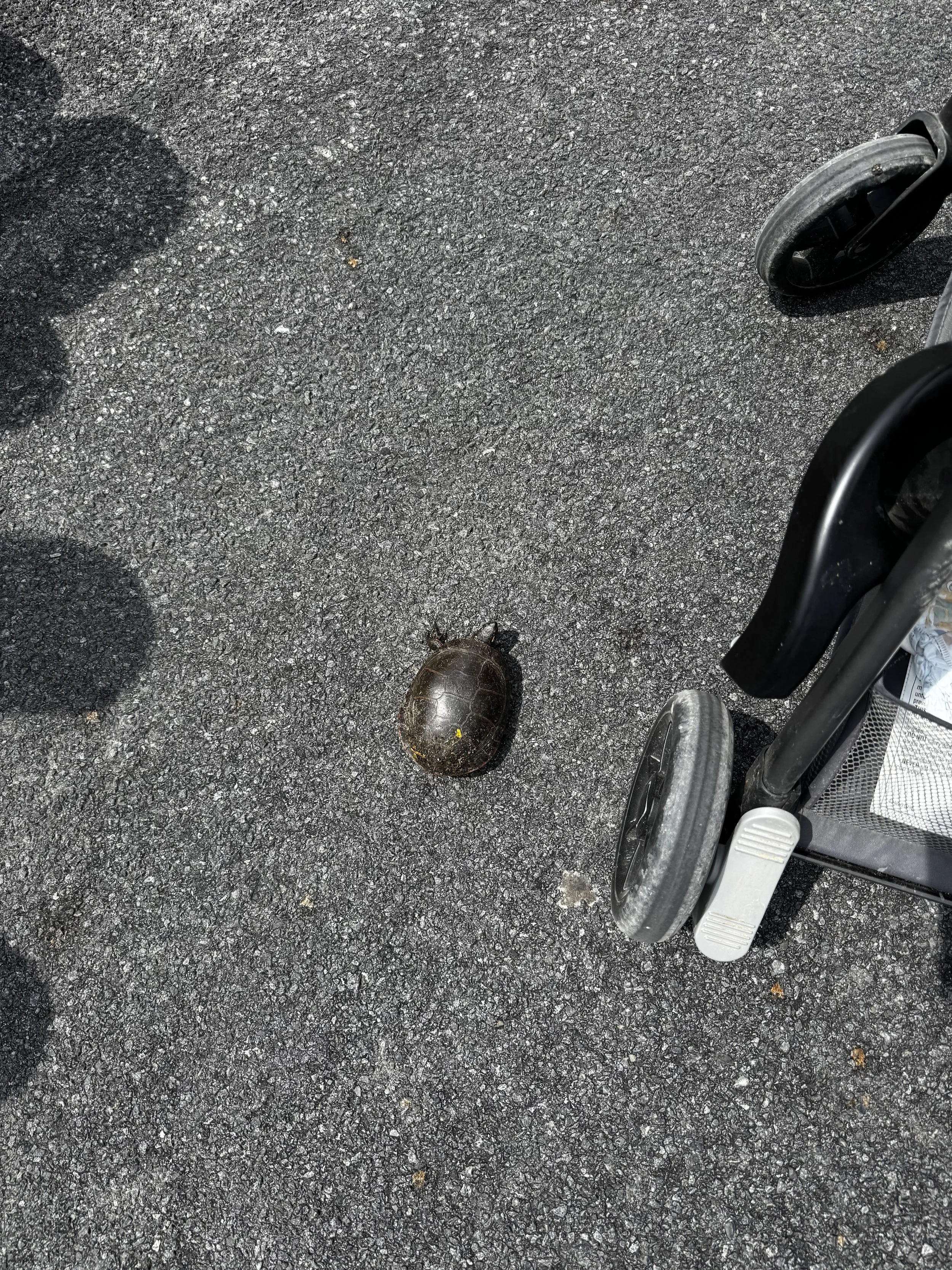 A turtle on asphalt near a stroller wheel.